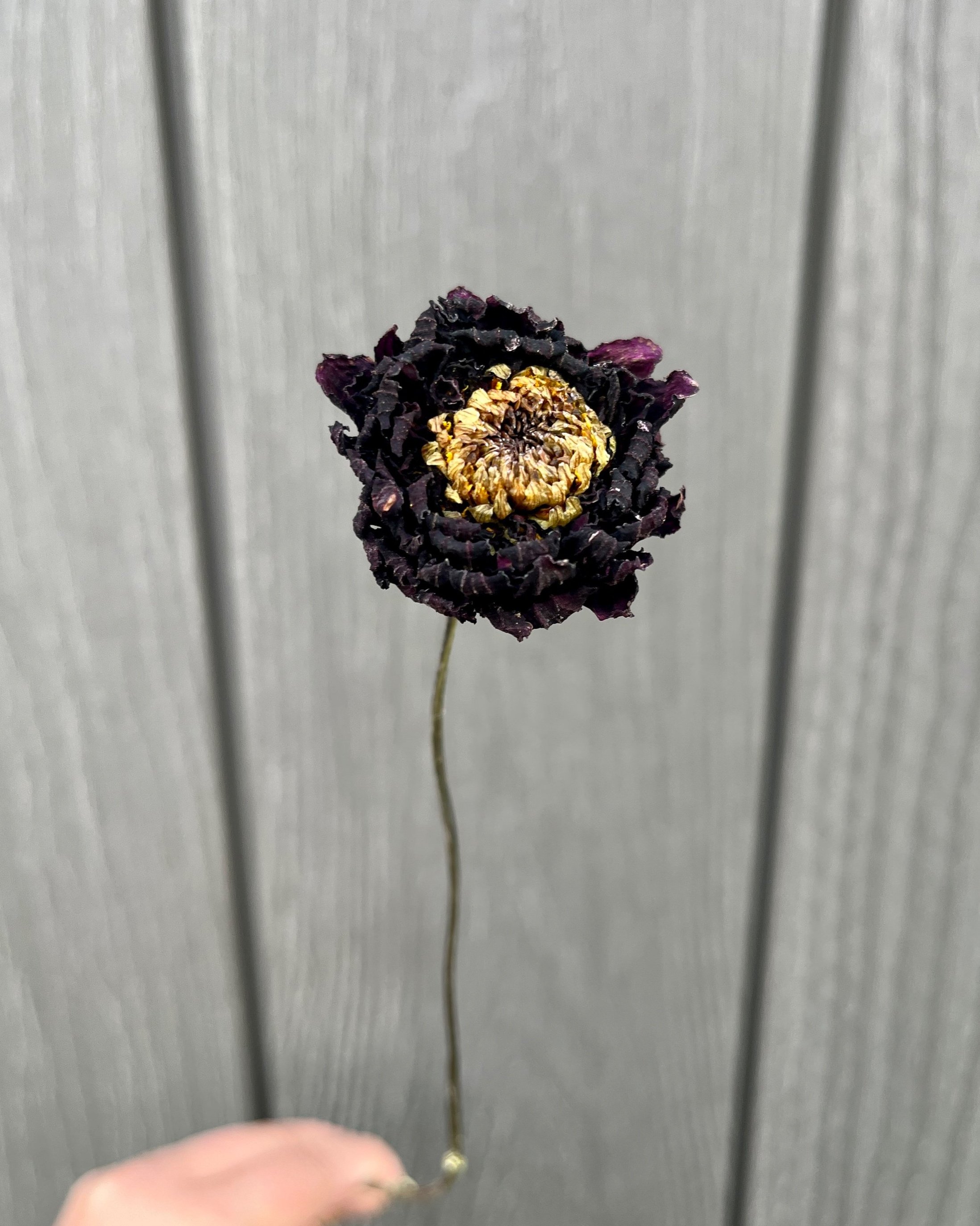 Dark Red Purple Dried Dahlia Flower