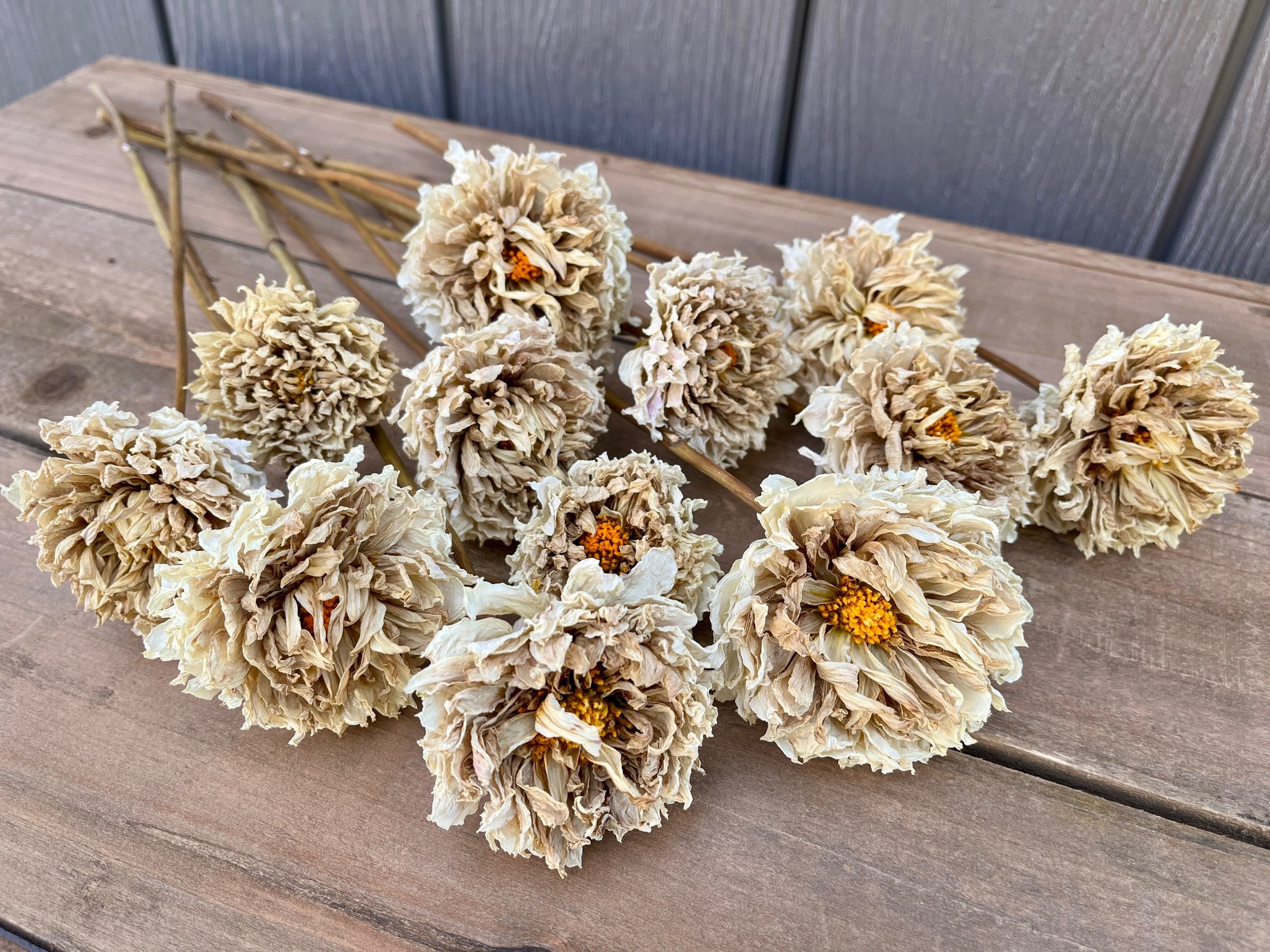 Cream Dried Dahlia Flowers