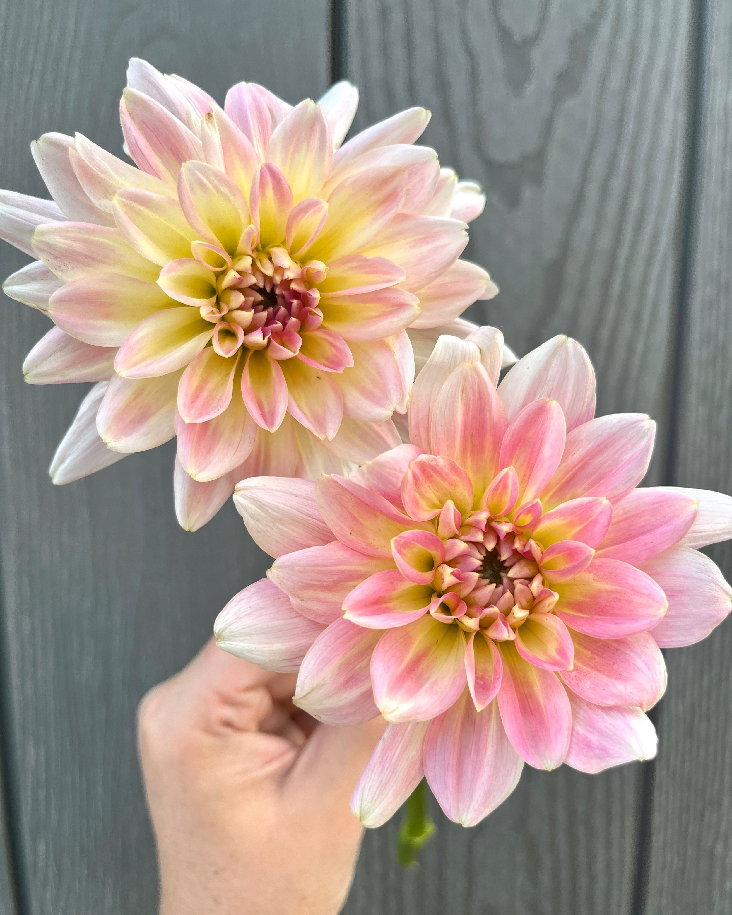 Gerrie Hoek: Pink and Cream Waterlily Dahlia Flower