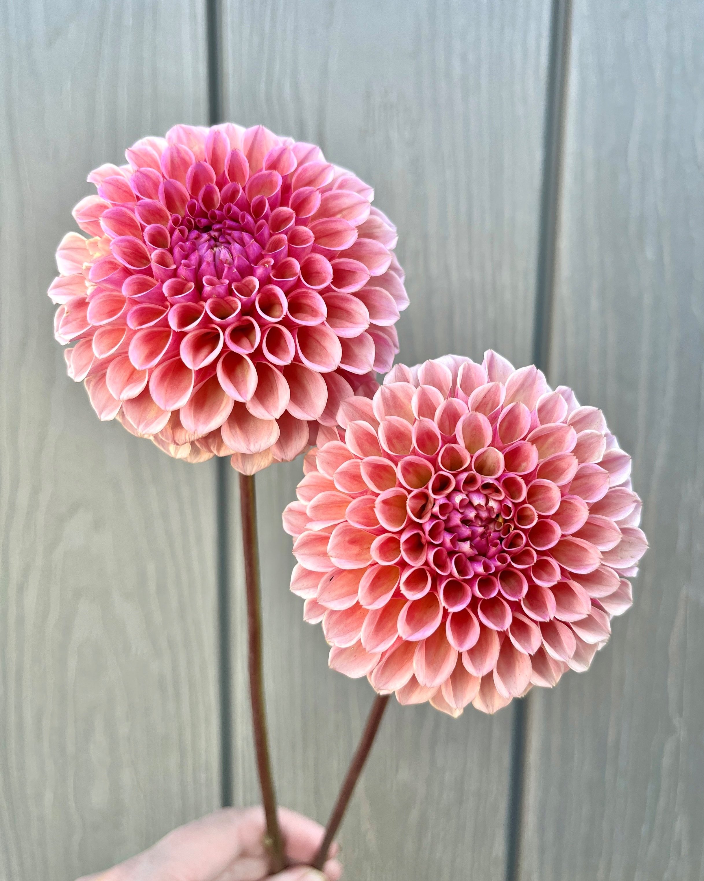 Bracken Rose Dahlia: a smokey rose pink formal decorative dahlia flower