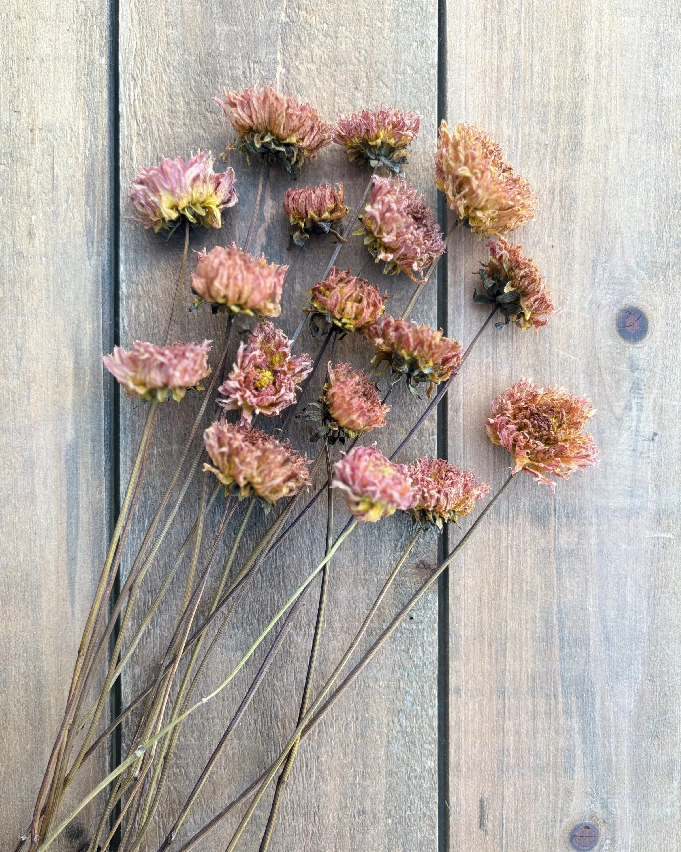 Brown Peach Dried Dahlia Flowers