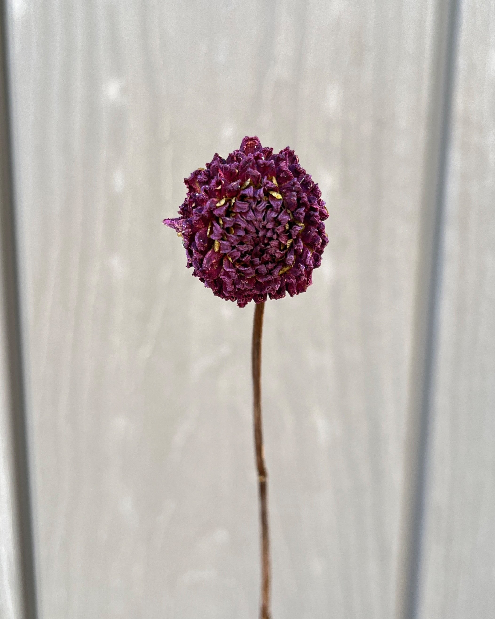 Dark Purple Burgundy Dried Dahlia Flower