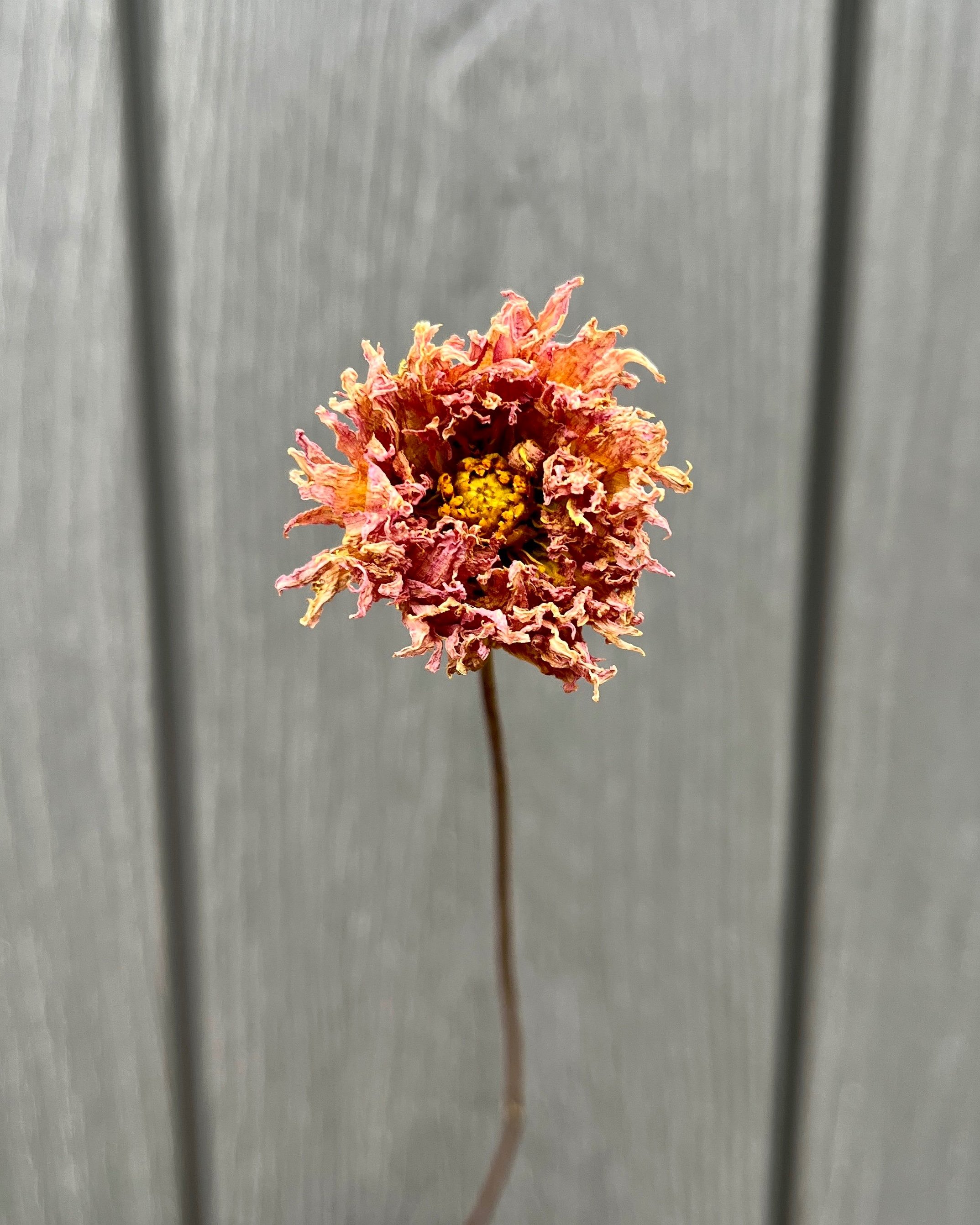 Brown Peach Dried Dahlia Flower