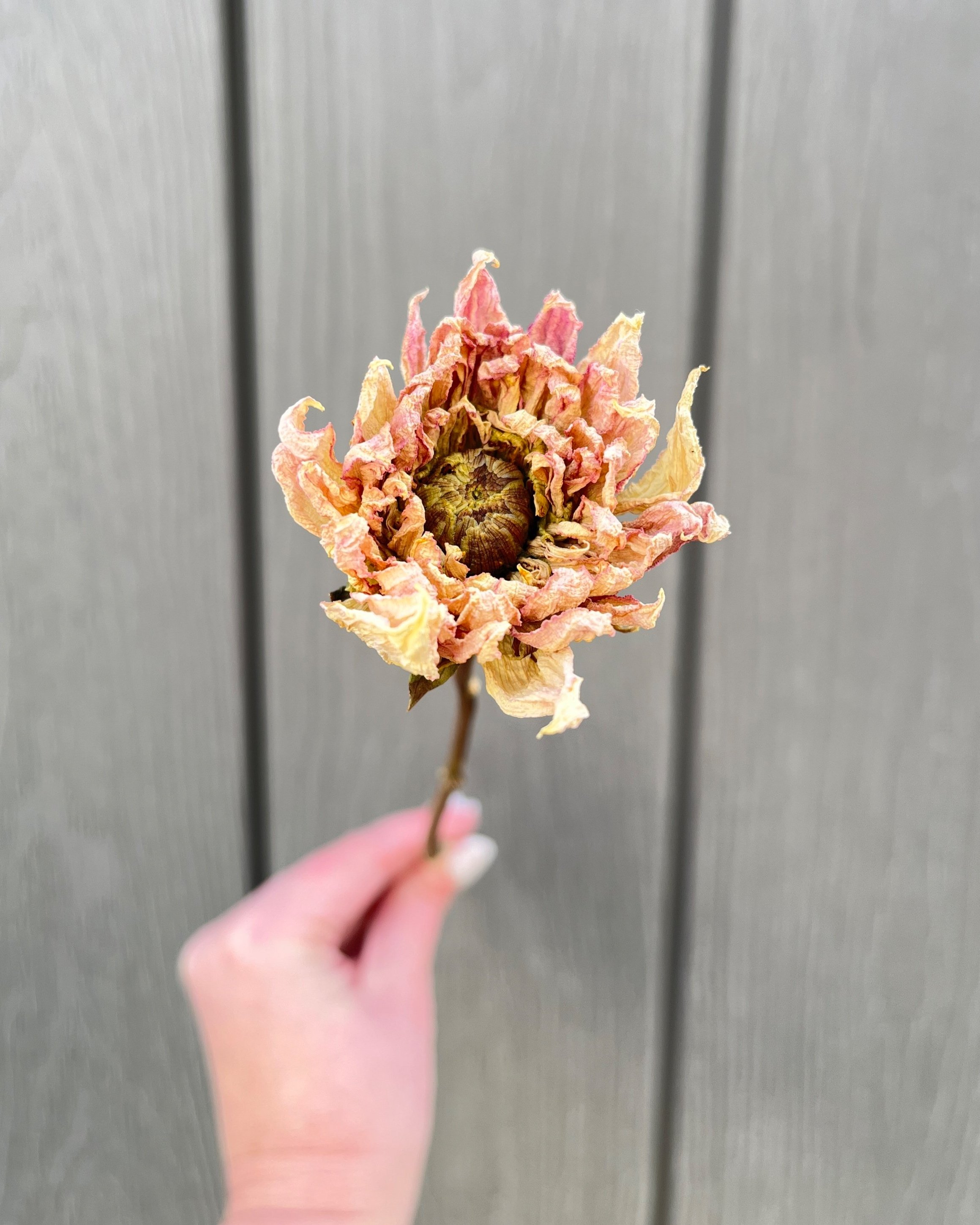 Cream Pink Dried Dahlia Flower