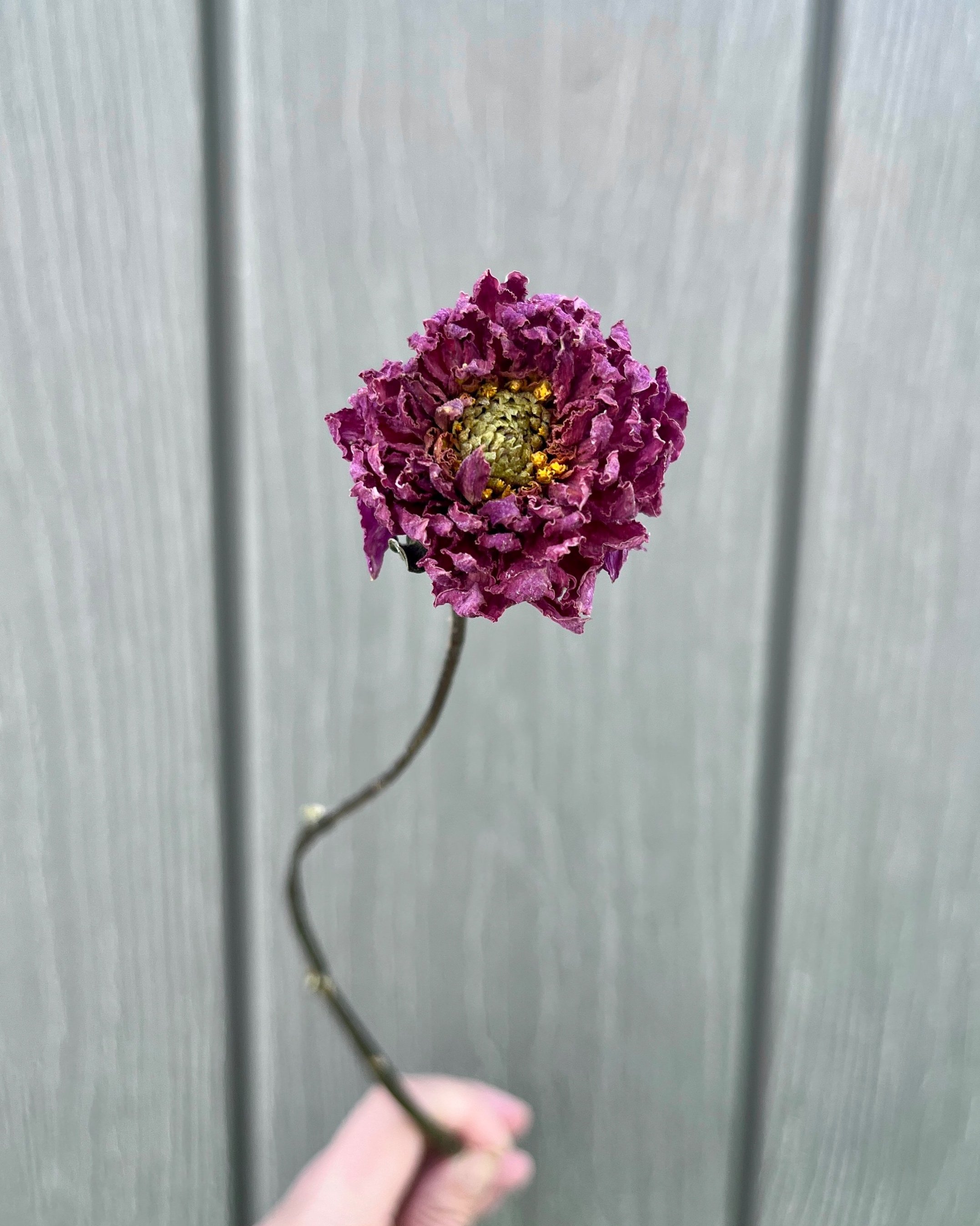 Purple Dried Dahlia Flower