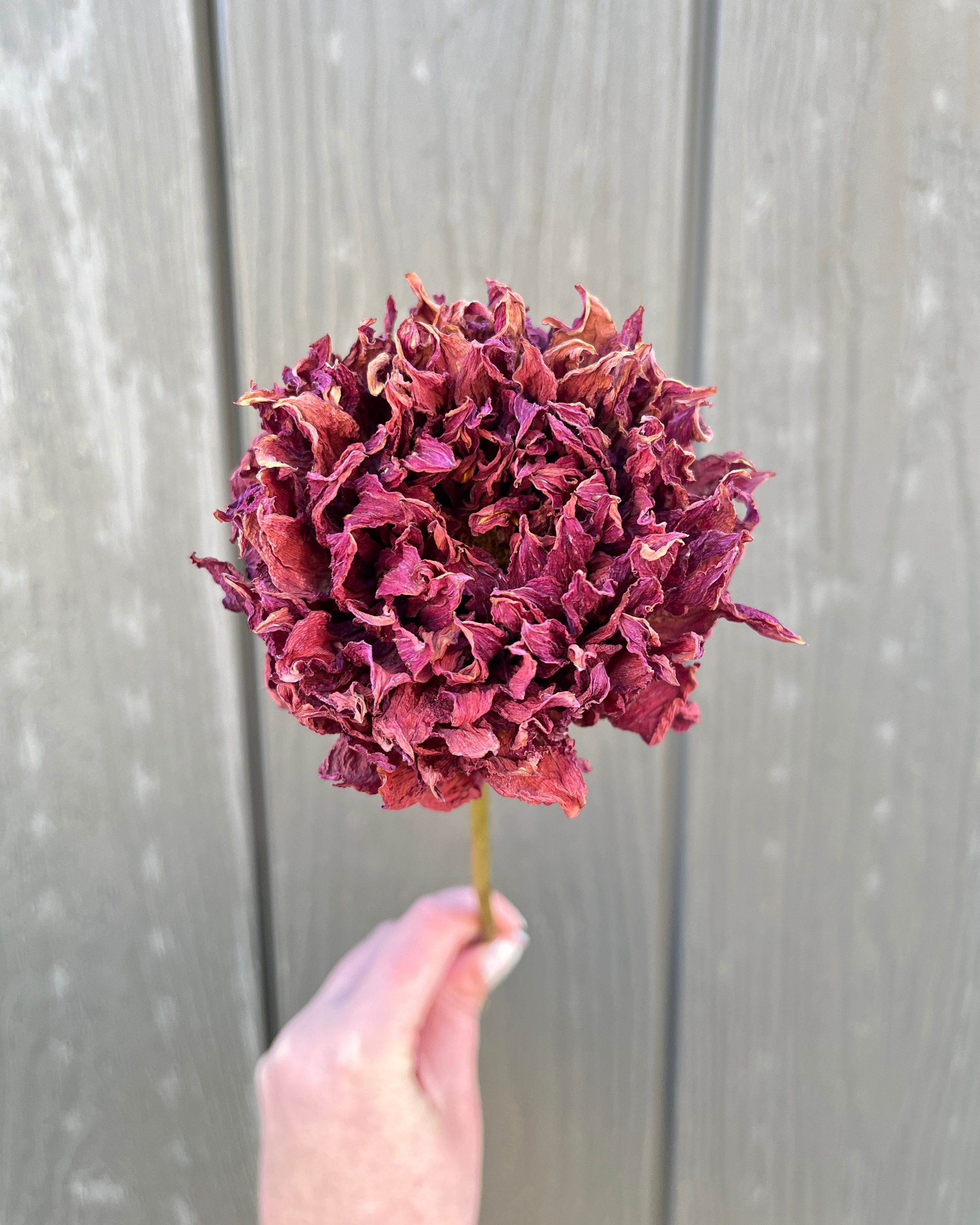 Dark Red Maroon Dried Dahlia Flower