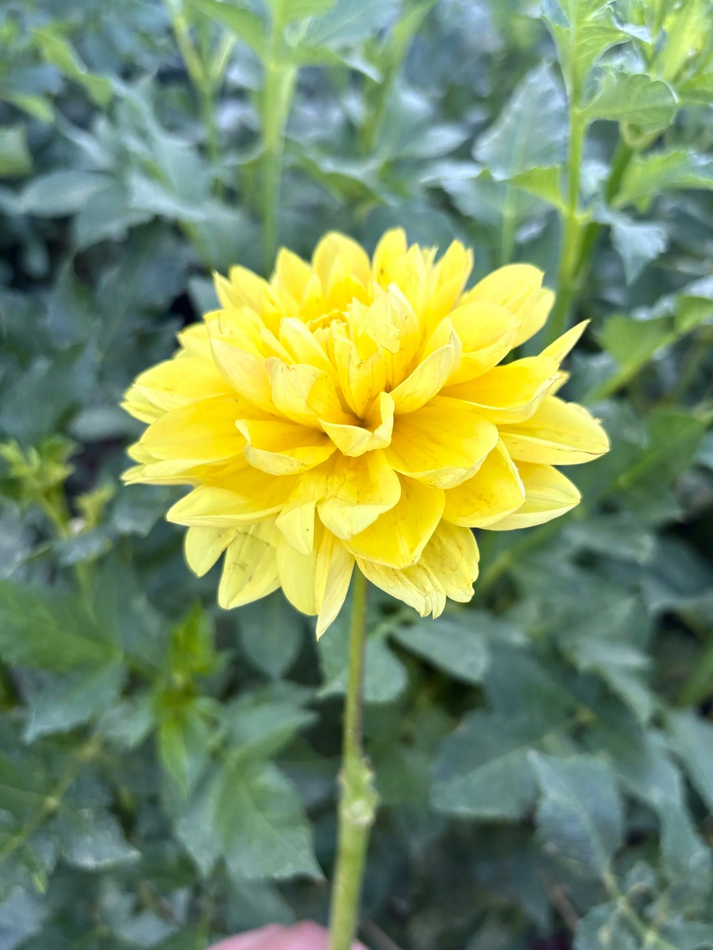 Monet Glory Dahlia Tuber