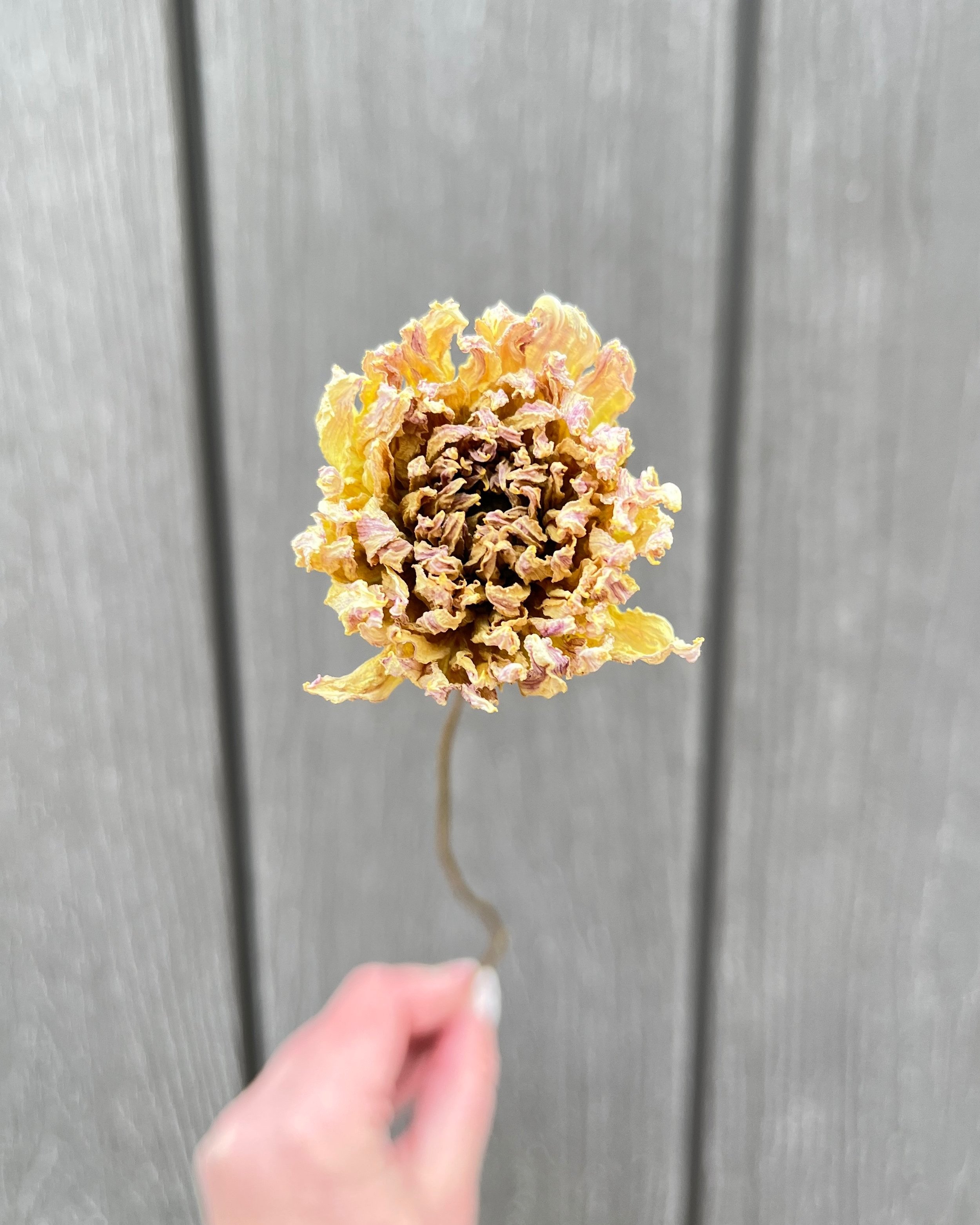 Soft Yellow and Lavender Dried Dahlia Flower