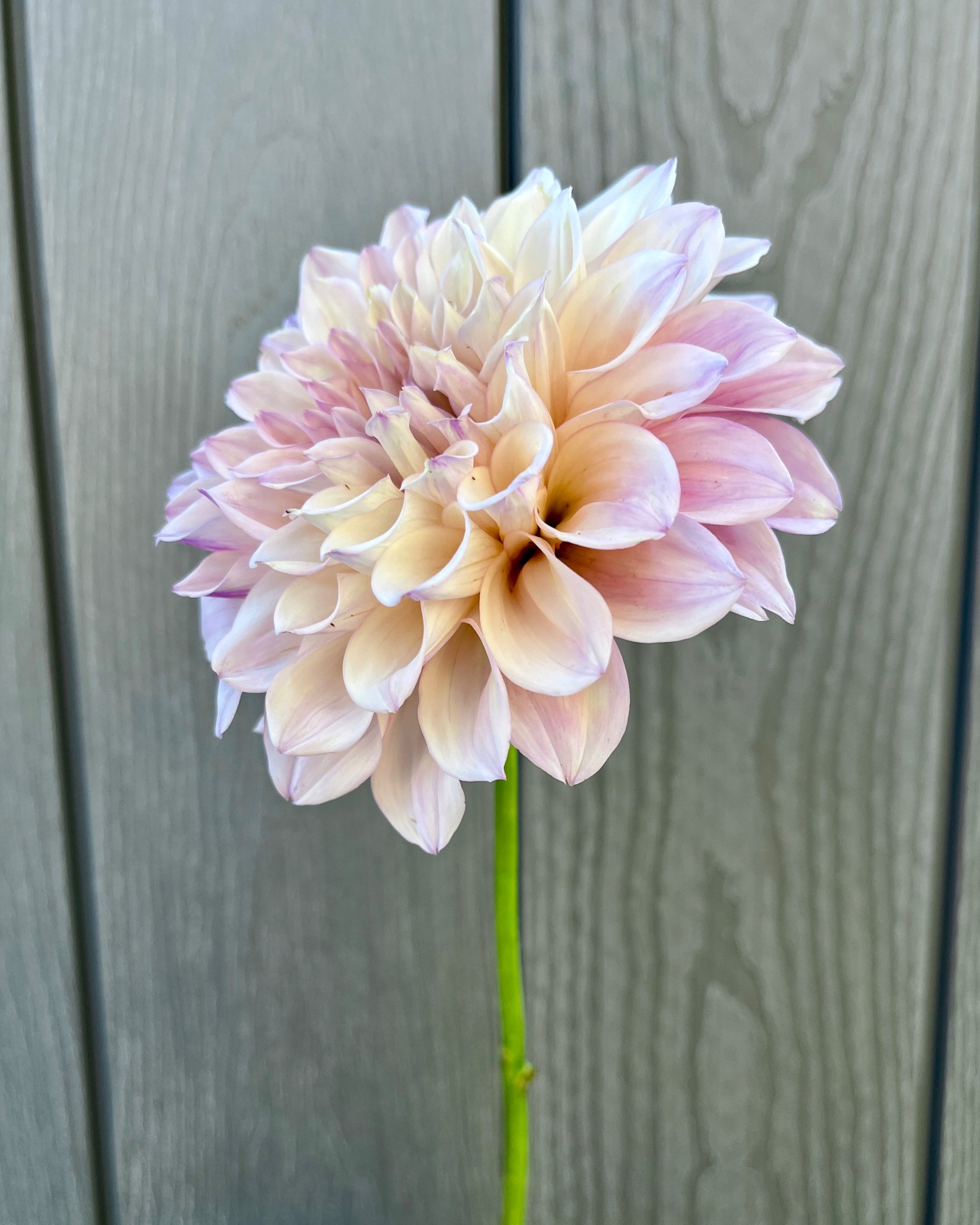 KA's™ Pearl: Soft Pink and Blush Dahlia Flower