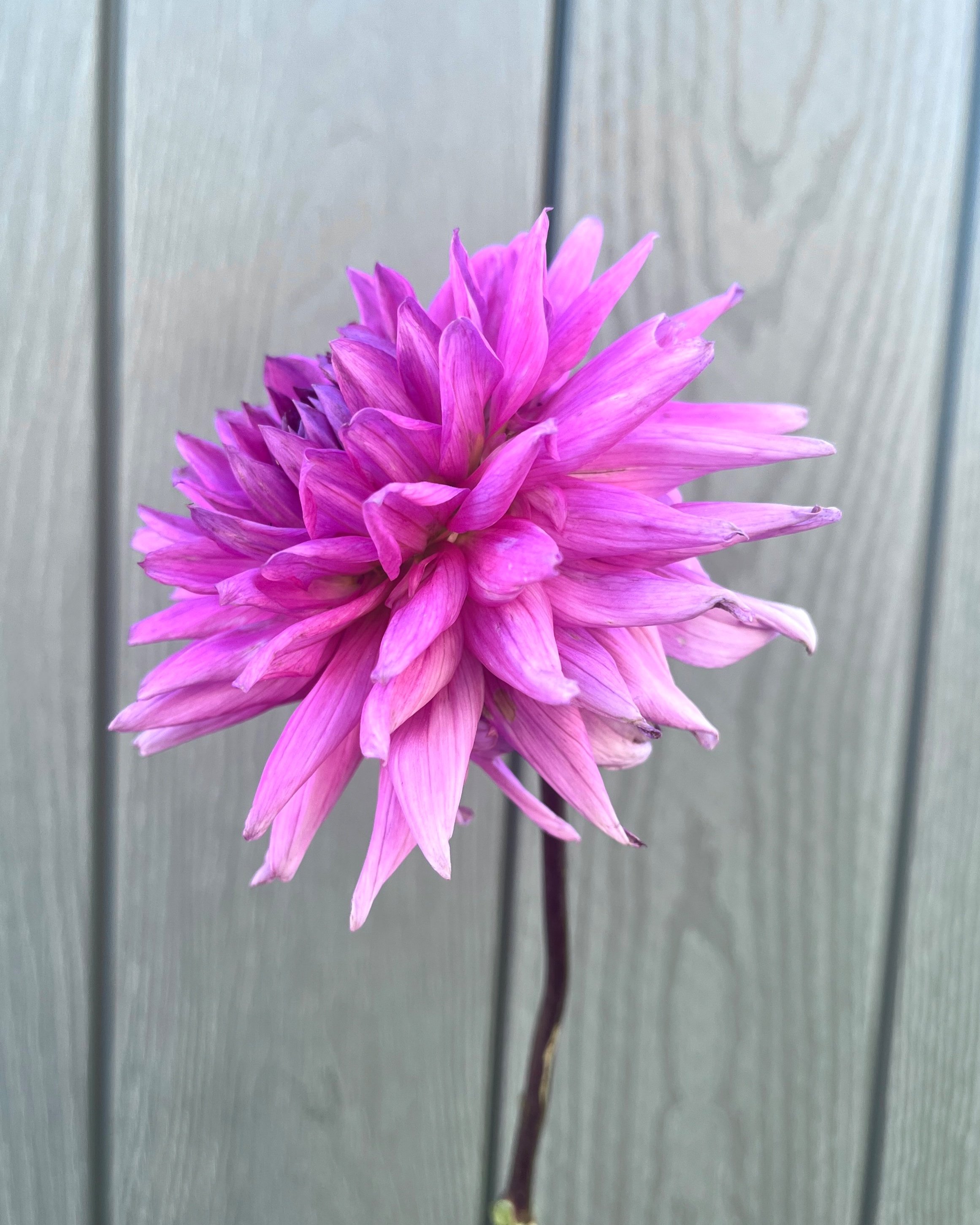 Bloomquist Laura: Bright Pink Purple Dahlia Flower