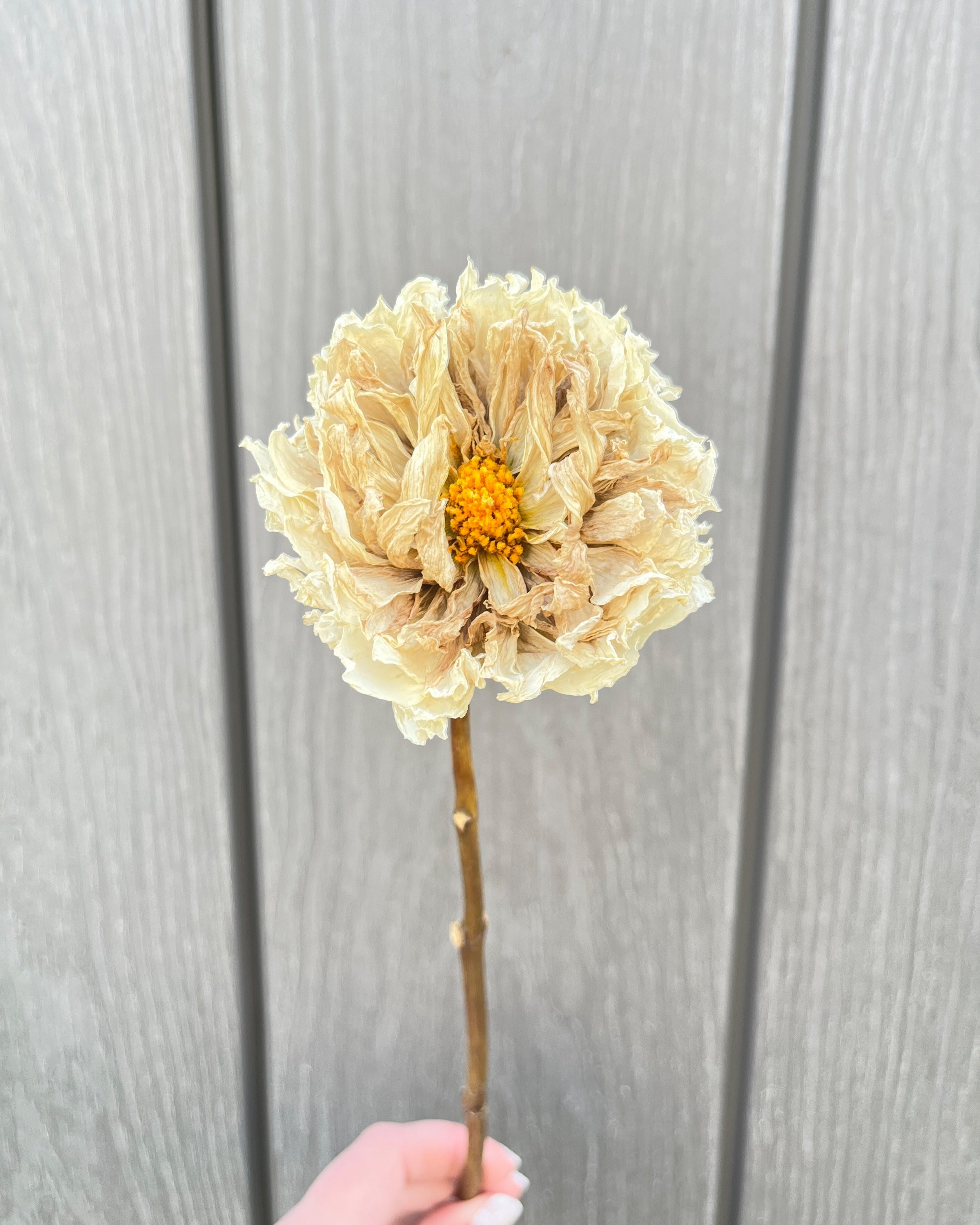 Cream Dried Dahlia Flower