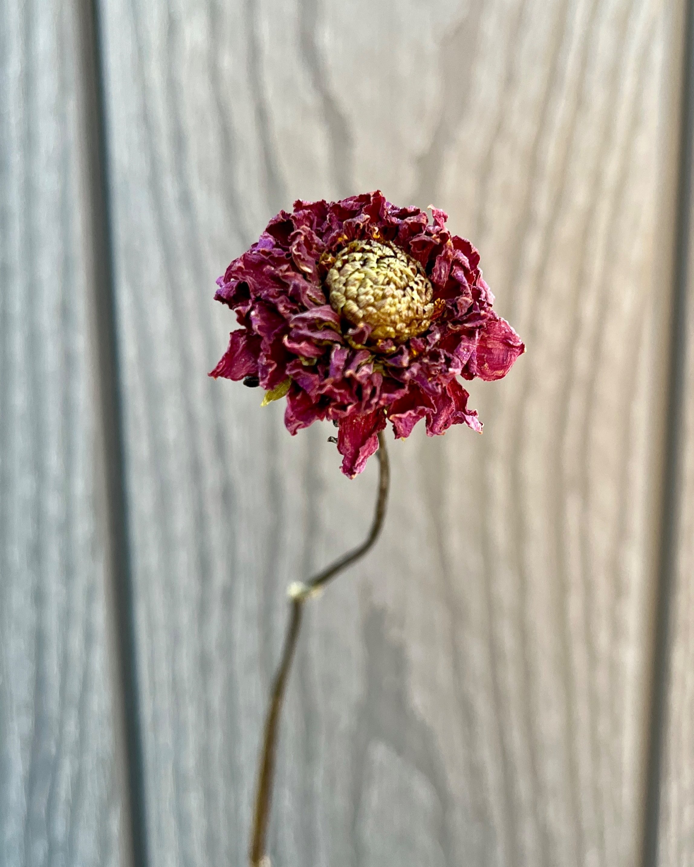 Purple Dried Dahlia Flower