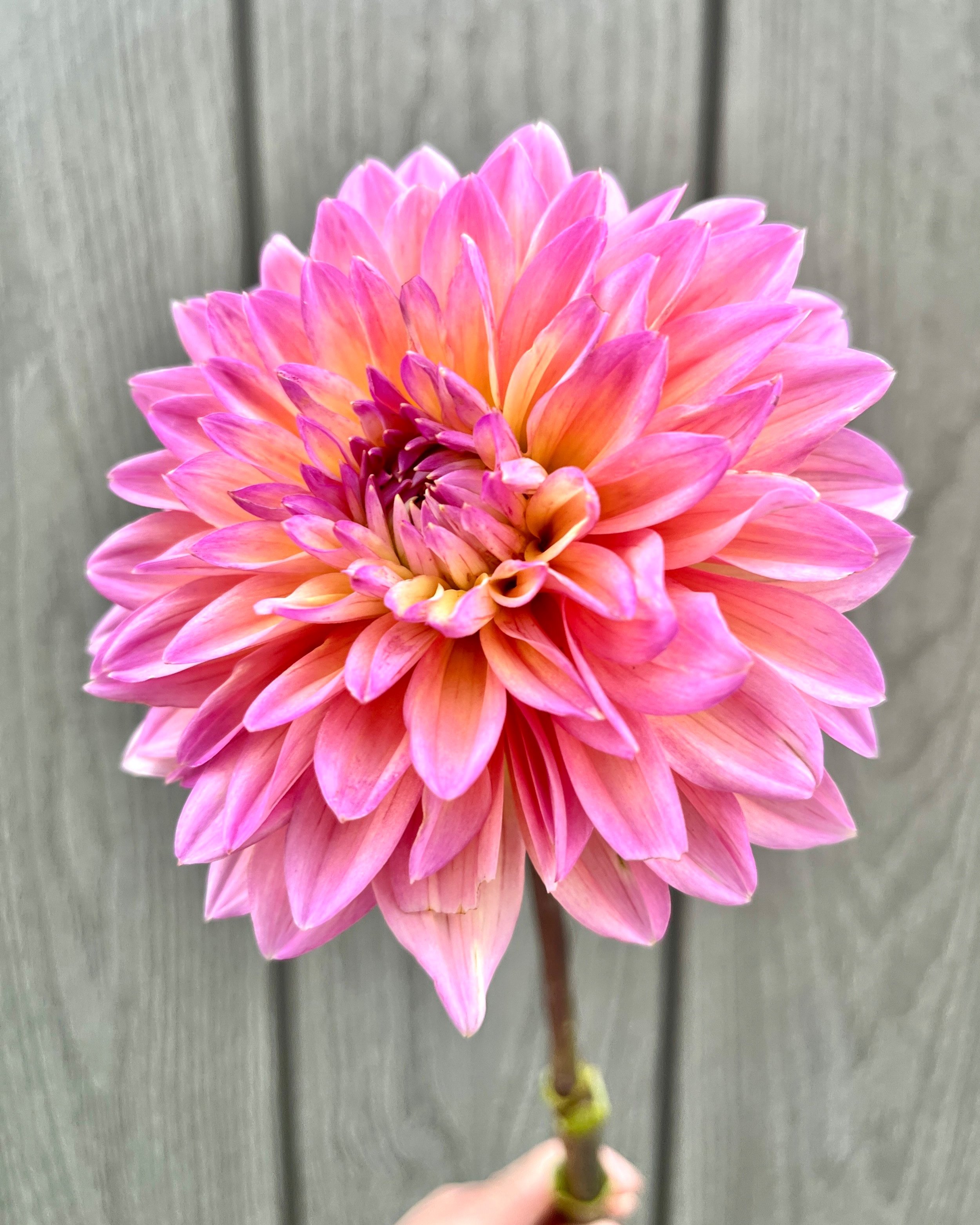 Mondriaan Dahlia Flower: Hot Pink with Soft Yellow Undertones