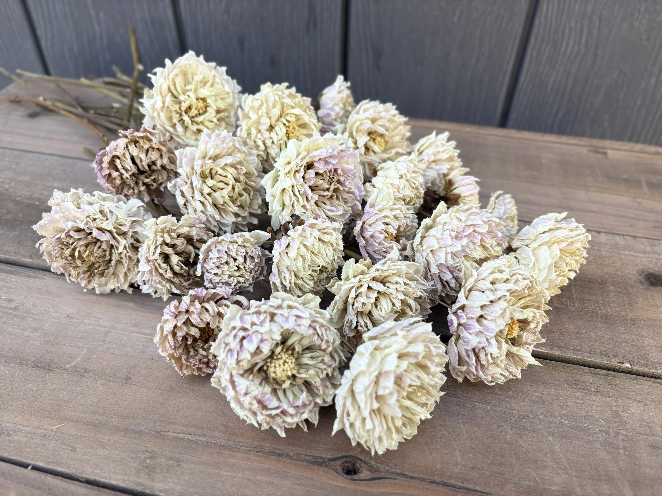 Cream Dried Dahlia Flowers