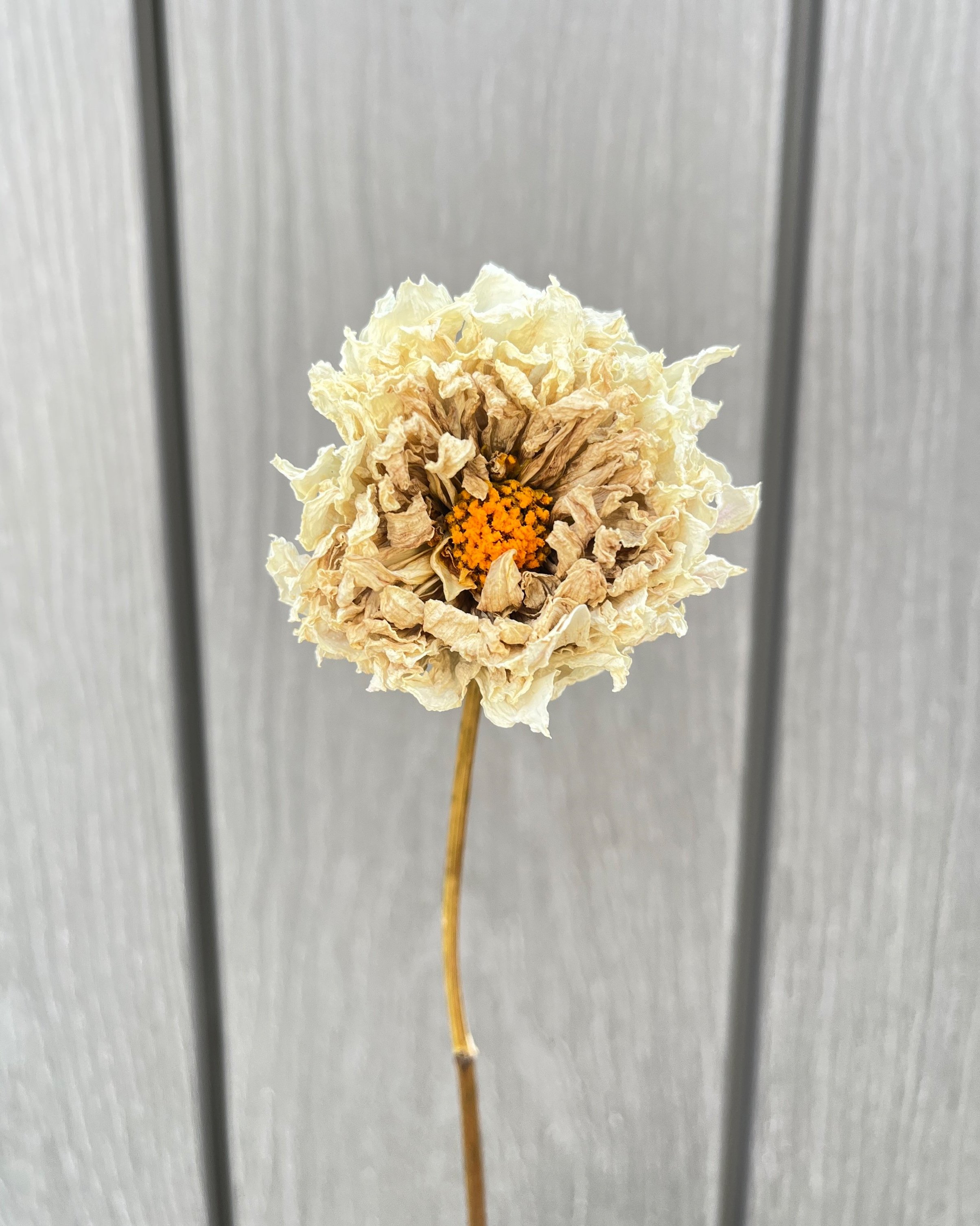 Cream Dried Dahlia Flower