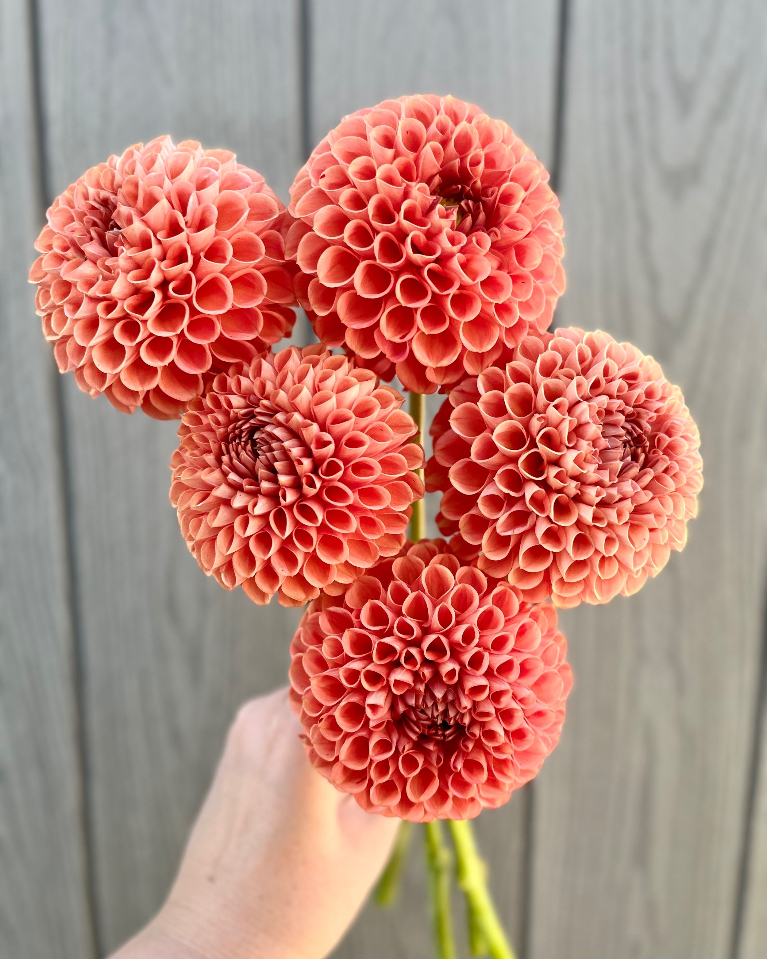 Cornel Bronze Dahlia: a bronze to orange ball dahlia flower