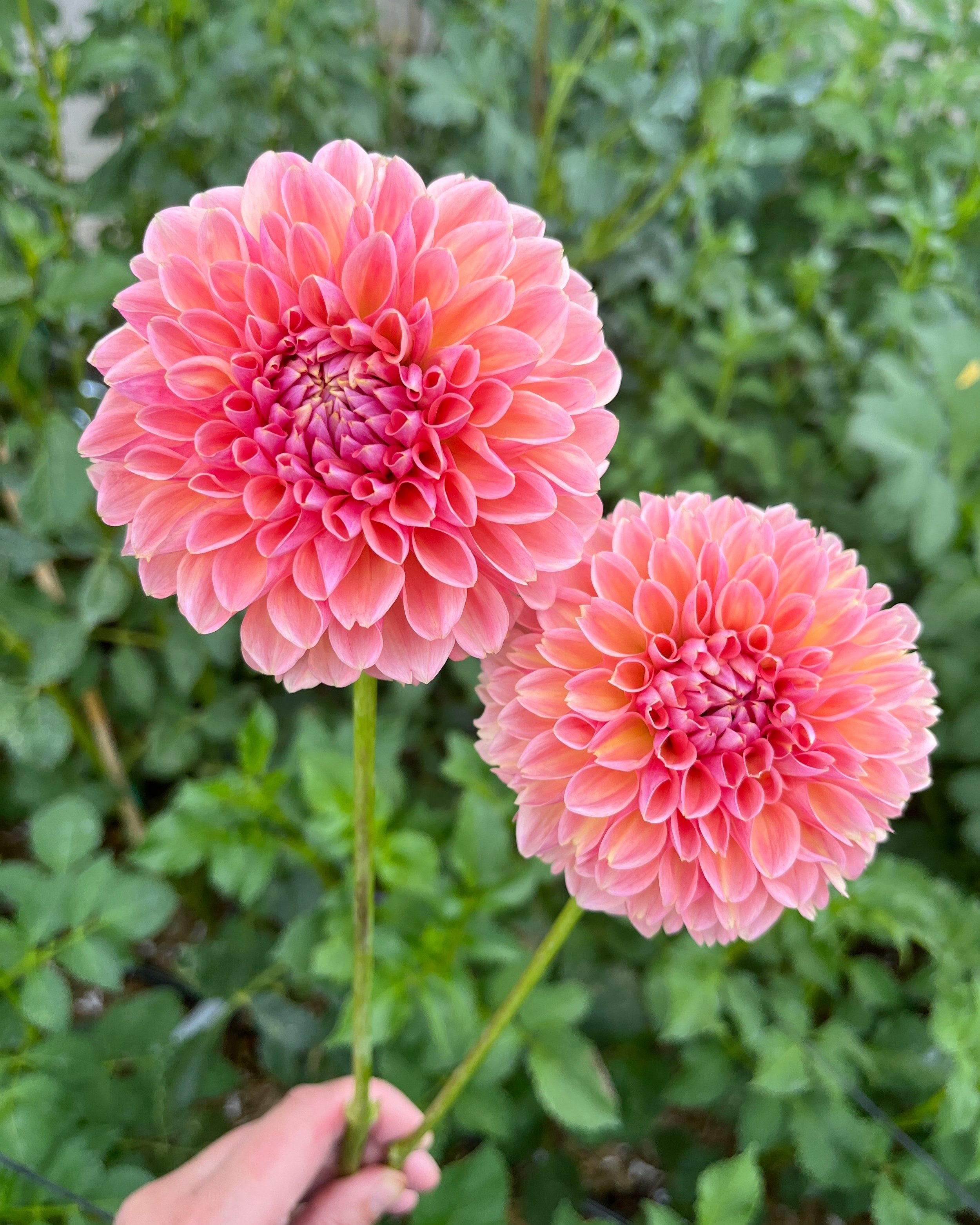 Linda's Baby Dahlia: a pink, peach ball dahlia flower