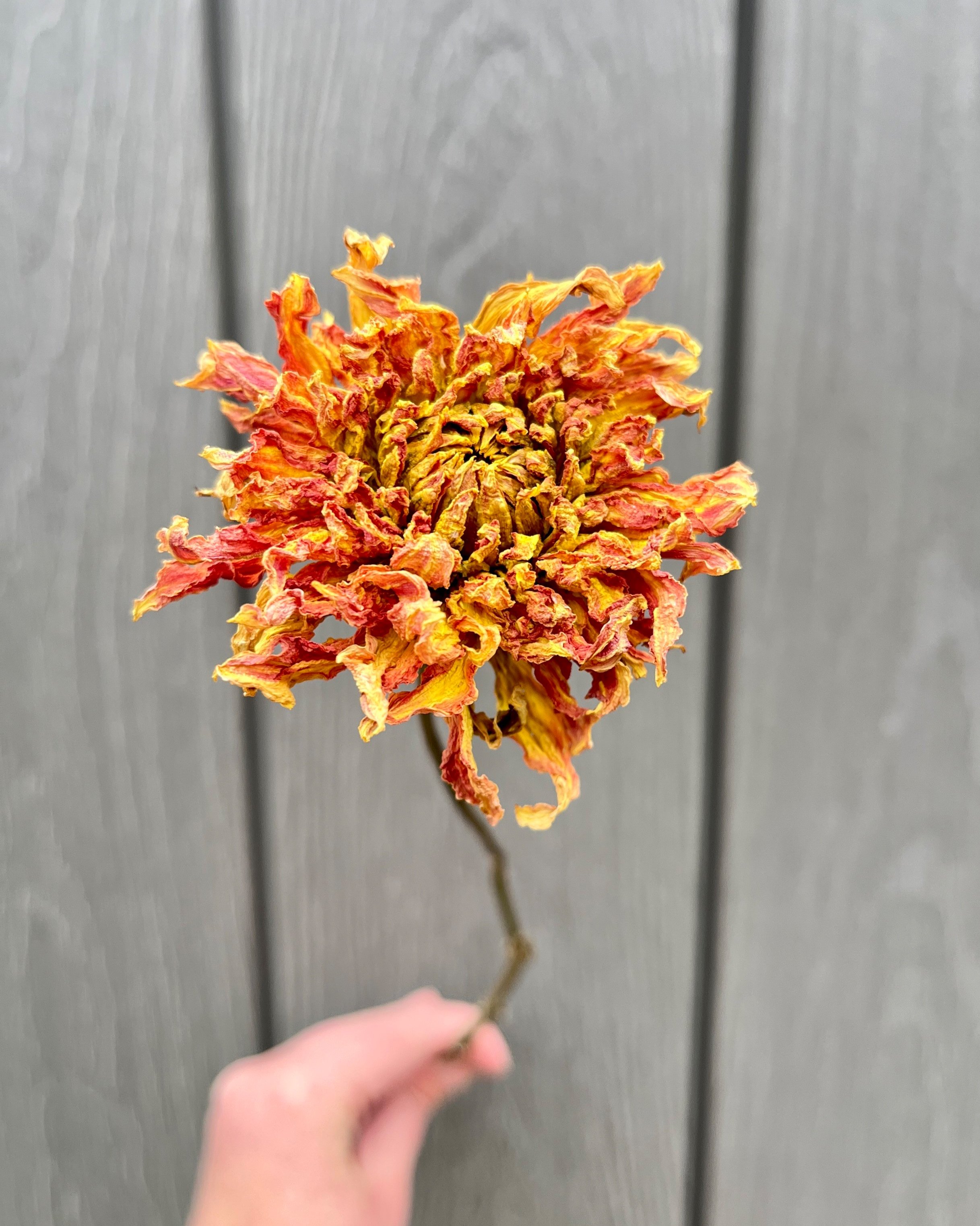 Yellow Orange Peach Dried Dahlia Flower