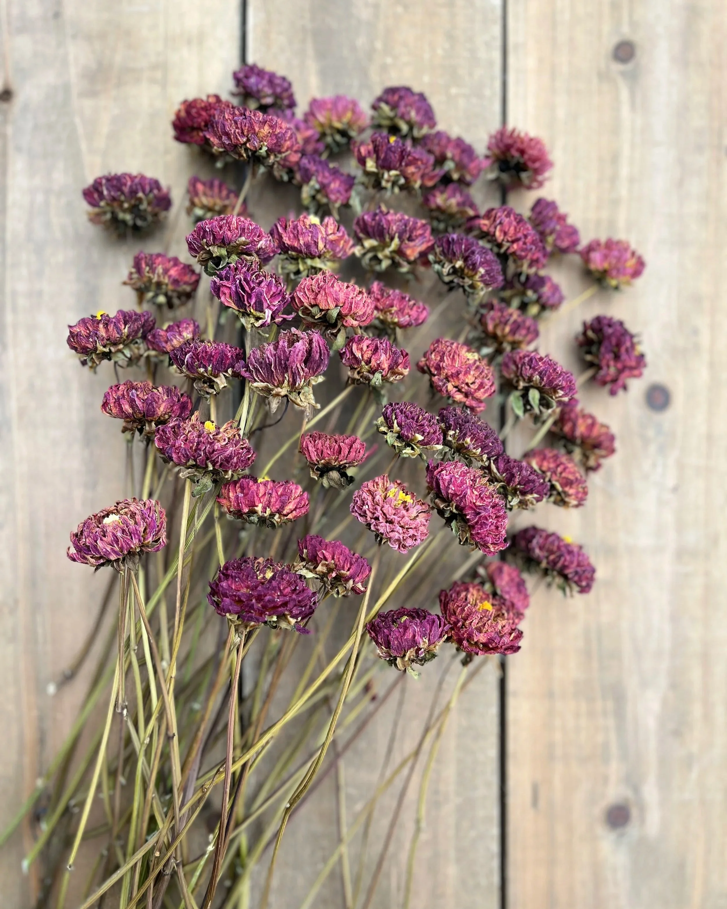 Burgundy, Deep Purple, Dark Red Dried Dahlia Flowers