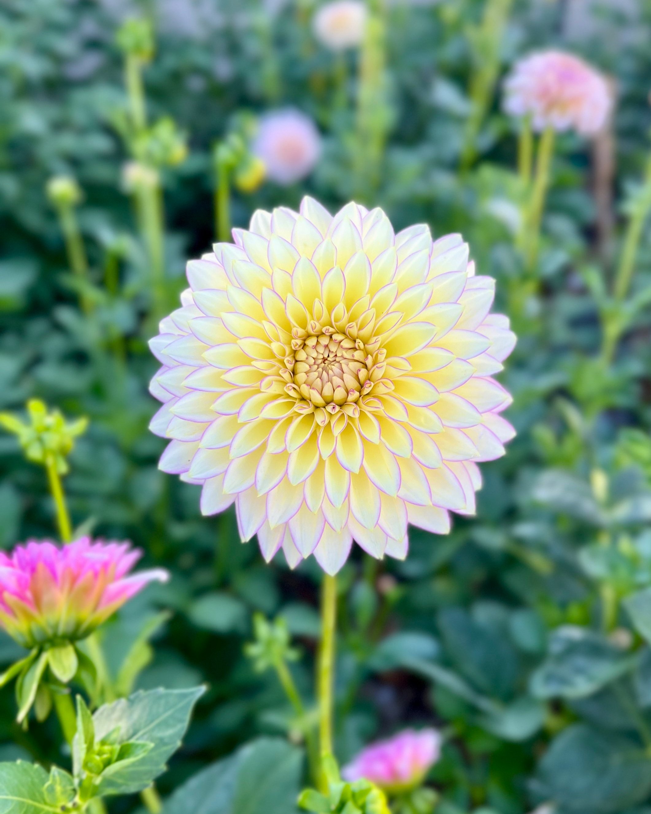 Bloomquist Blush: Cream Yellow Pink Dahlia Flower