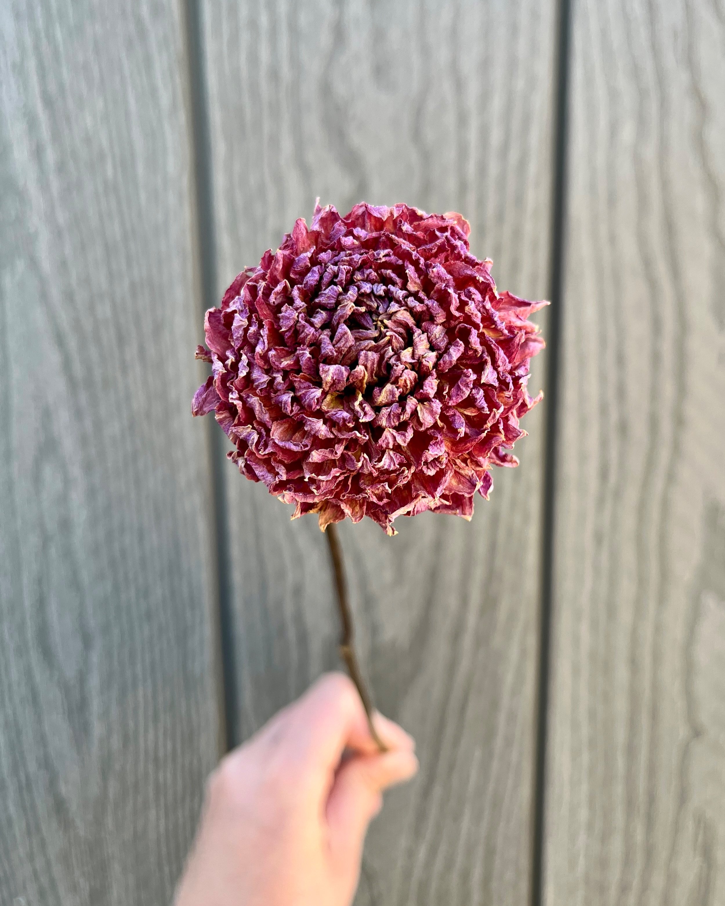 Purple Pink Dried Dahlia Flower