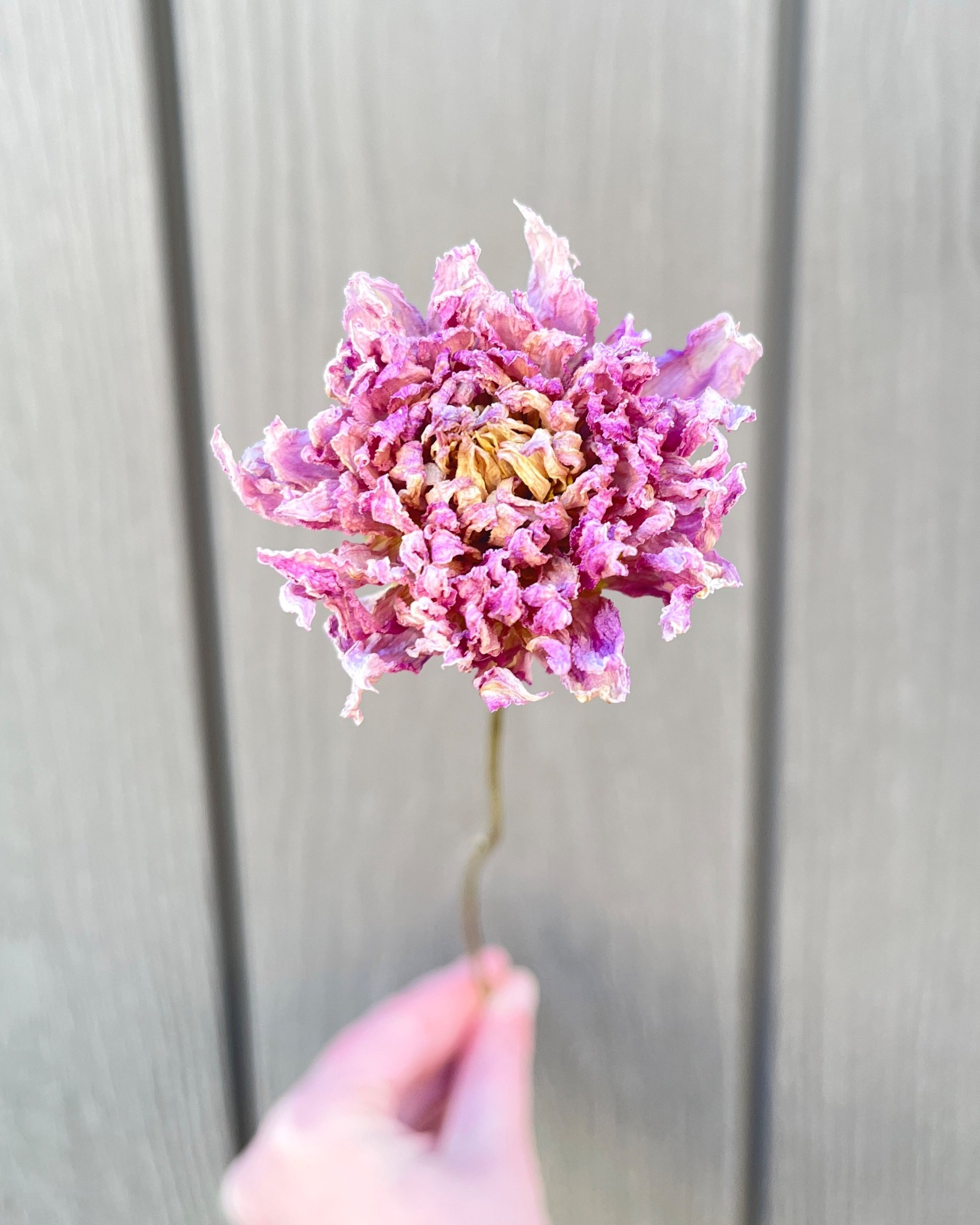 Lavender Pink Purple Dried Dahlia Flower