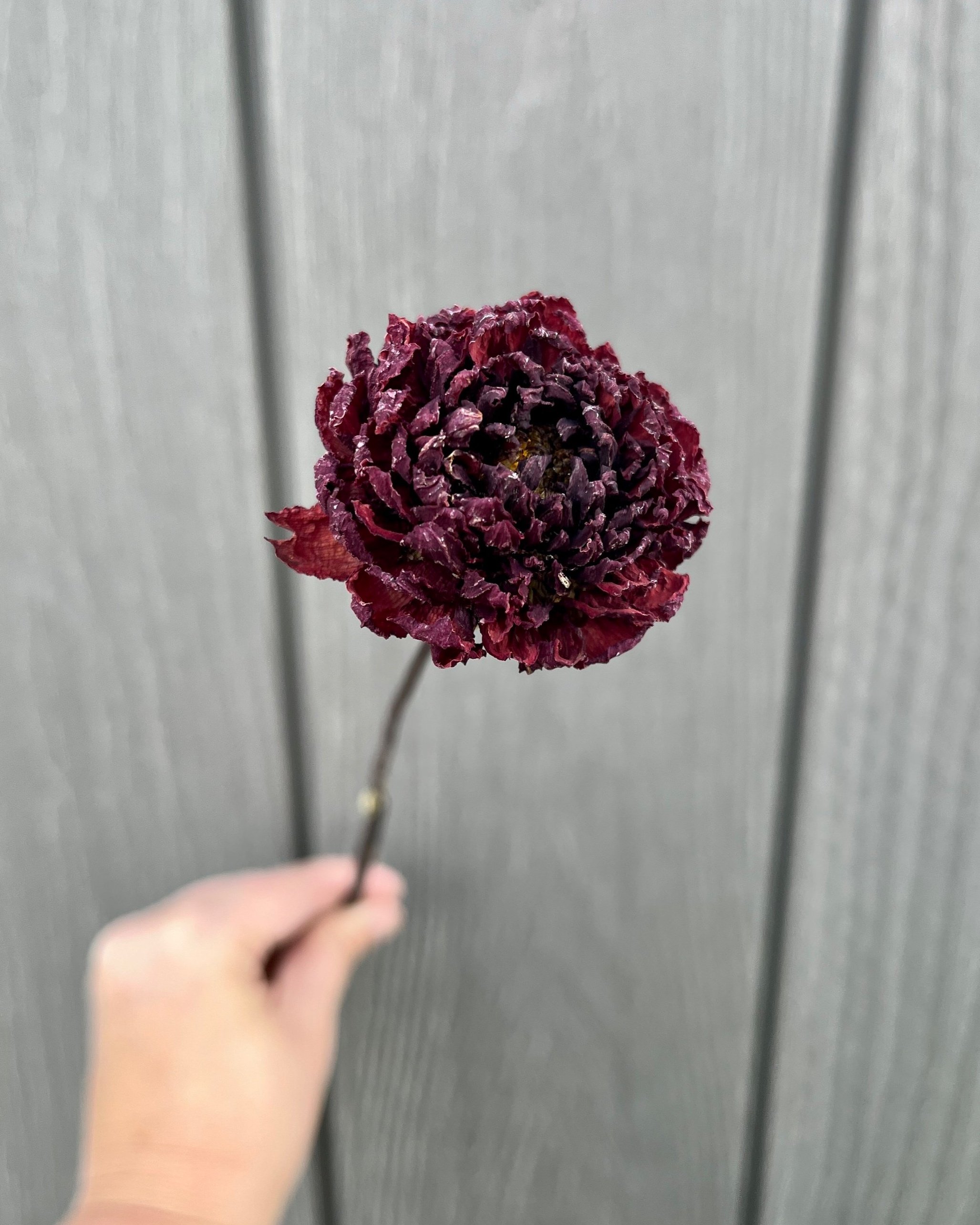 Dark Red Purple Dried Dahlia Flower