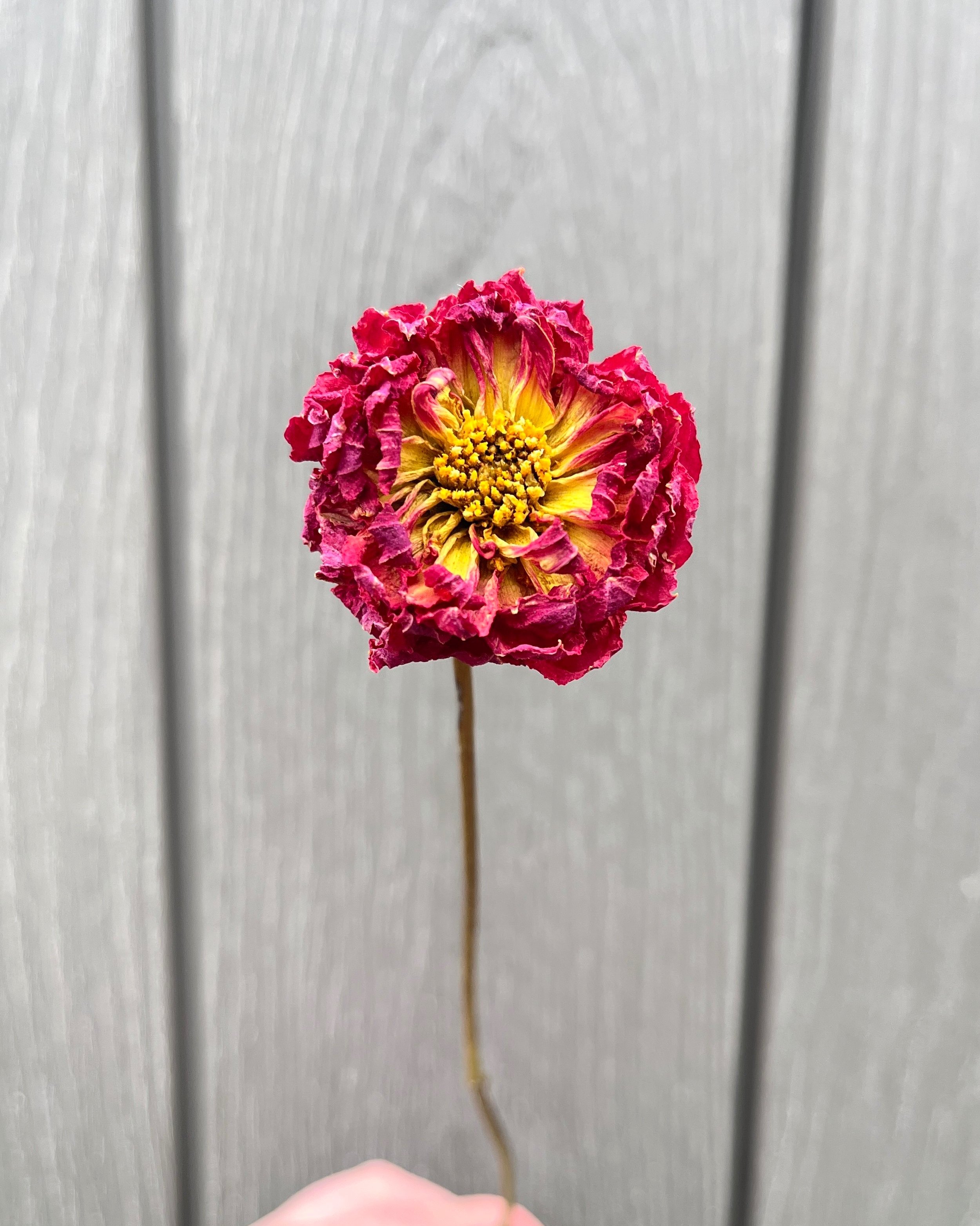 Pink Purple Magenta Fuchsia Dried Dahlia Flower