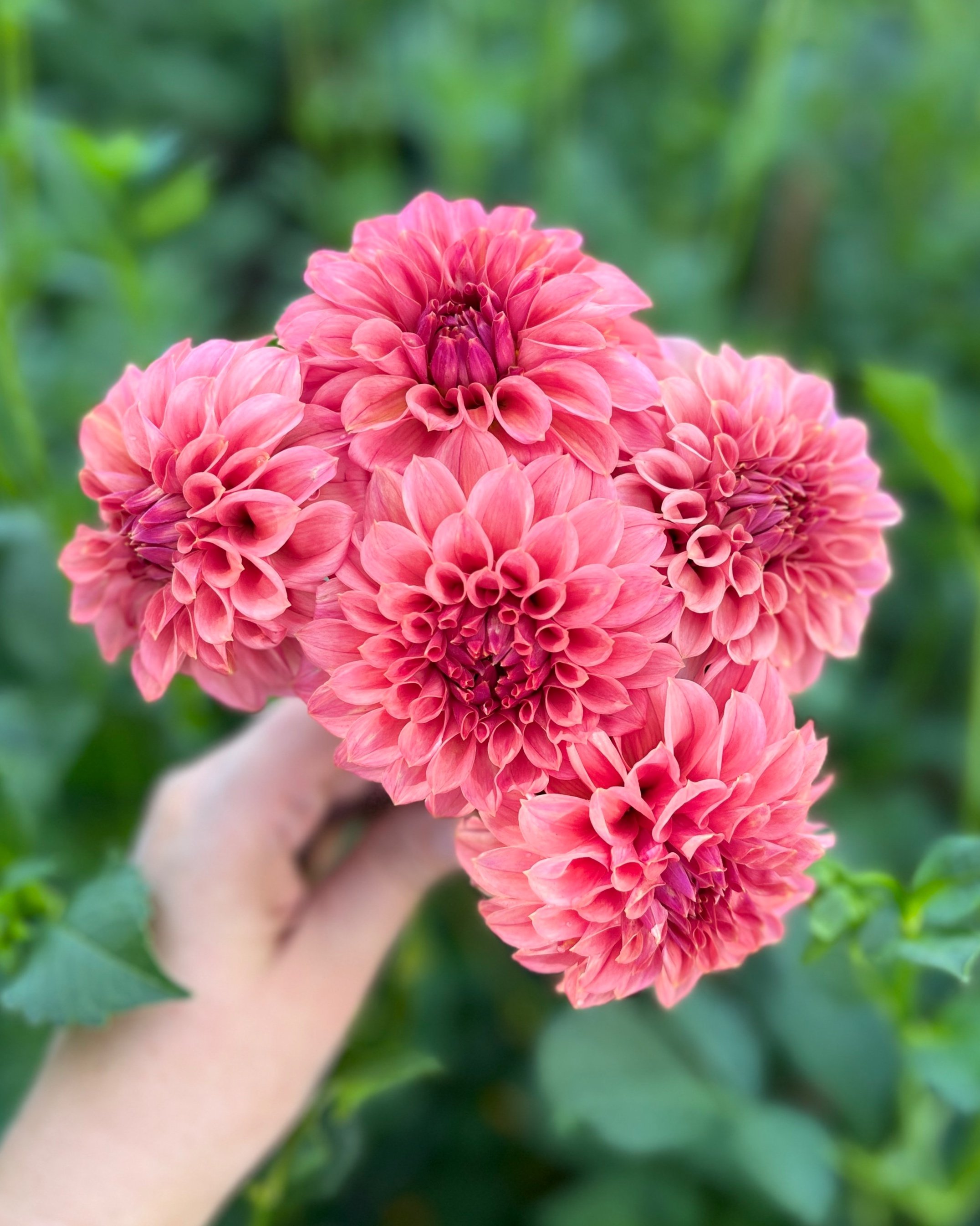KA's Keltie Rose: Rose Red Pink Dahlia Flower (Copy)