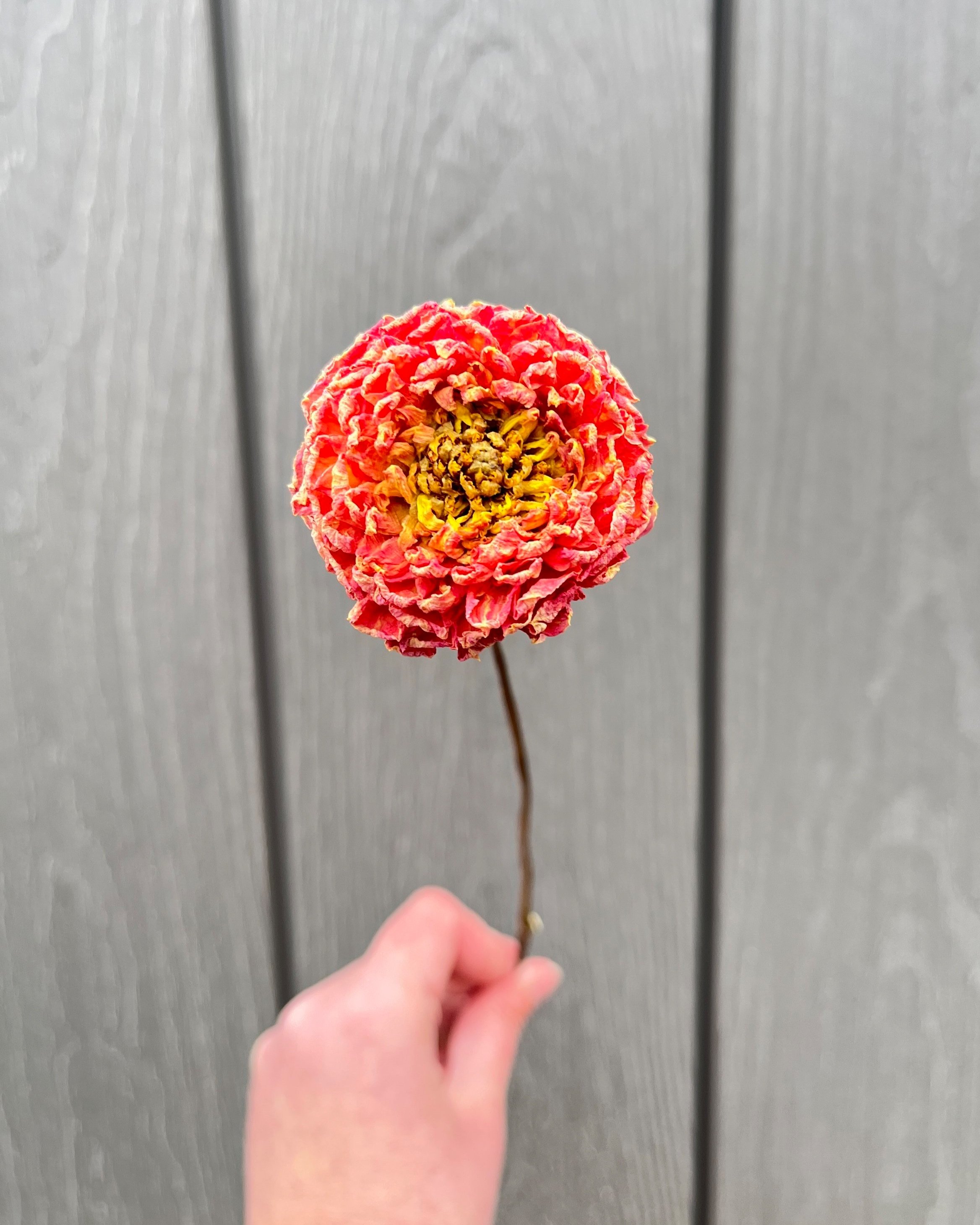 Peach, Orange, Yellow Dried Dahlia Flower