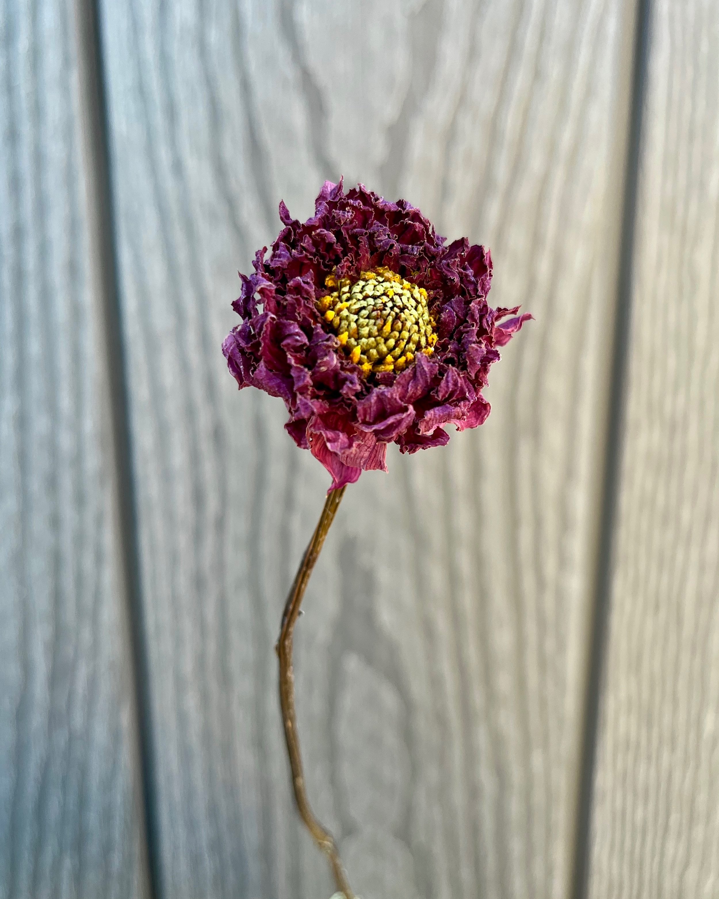 Purple Dried Dahlia Flower
