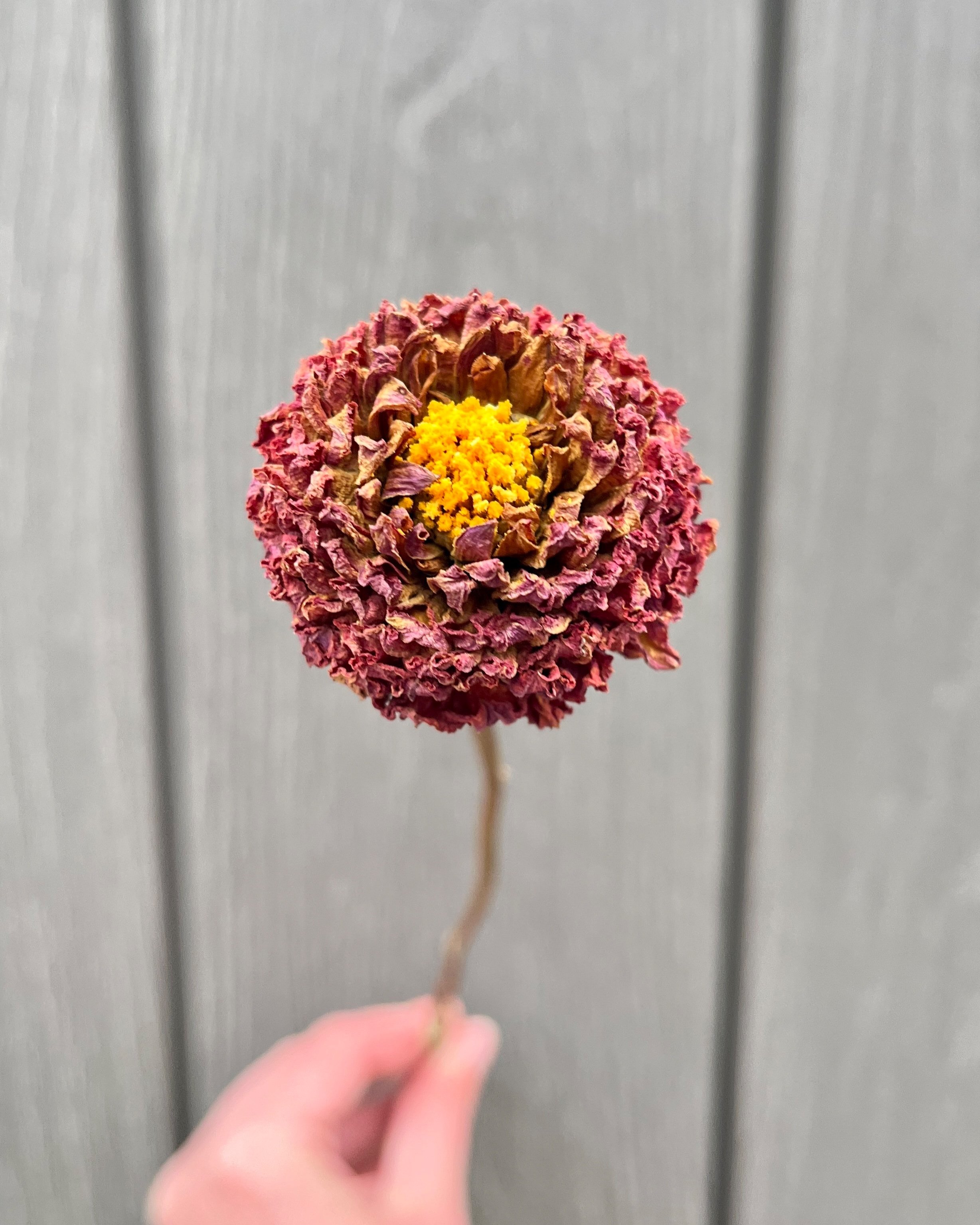 Rust, Bronze, Brown Dried Dahlia Flower
