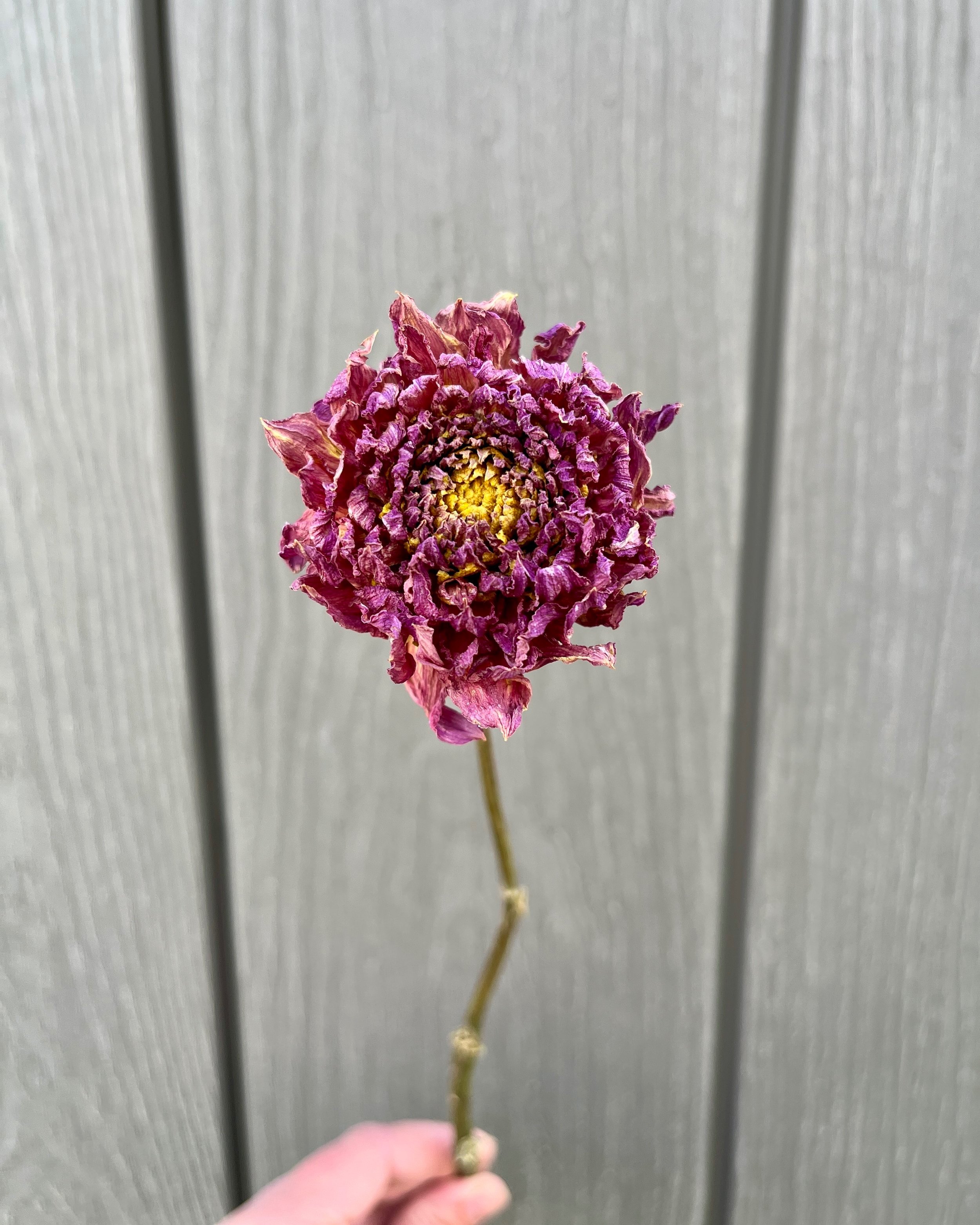 Purple Dried Dahlia Flower