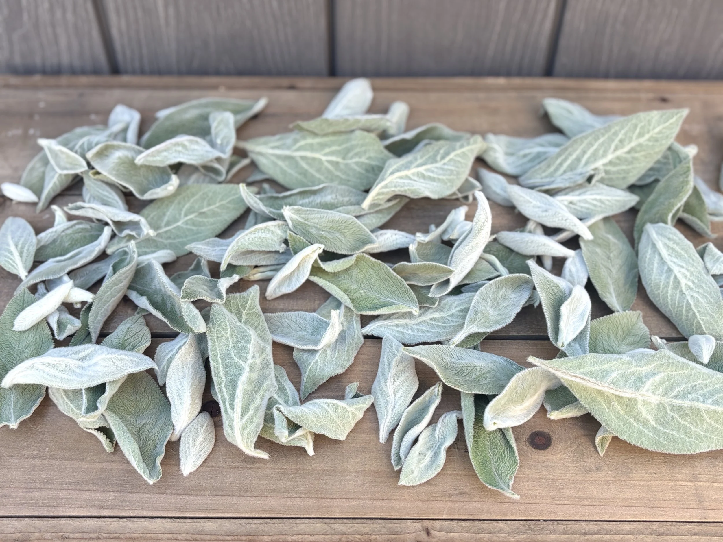 Dried Lamb's Ear Leaves