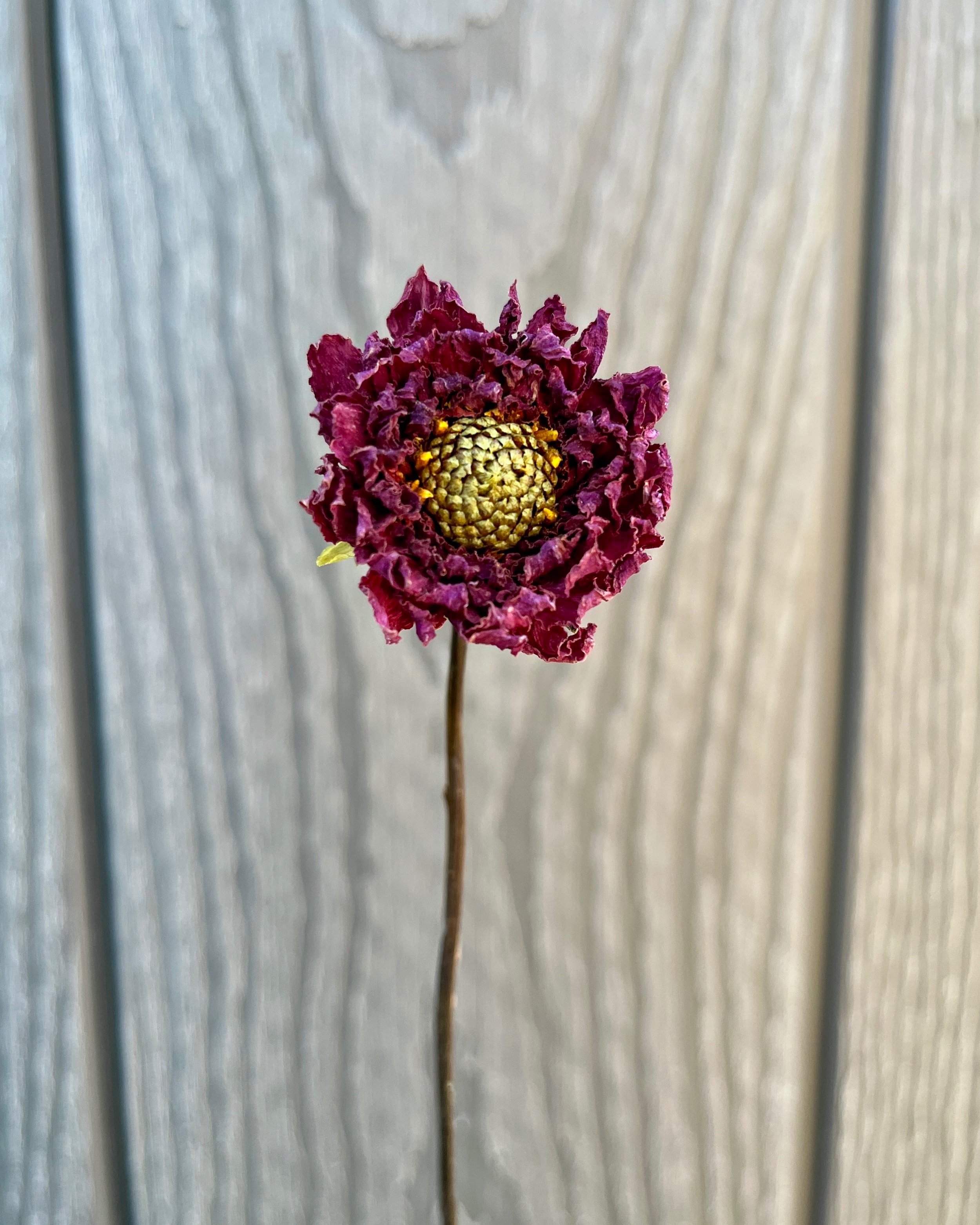 Purple Dried Dahlia Flower