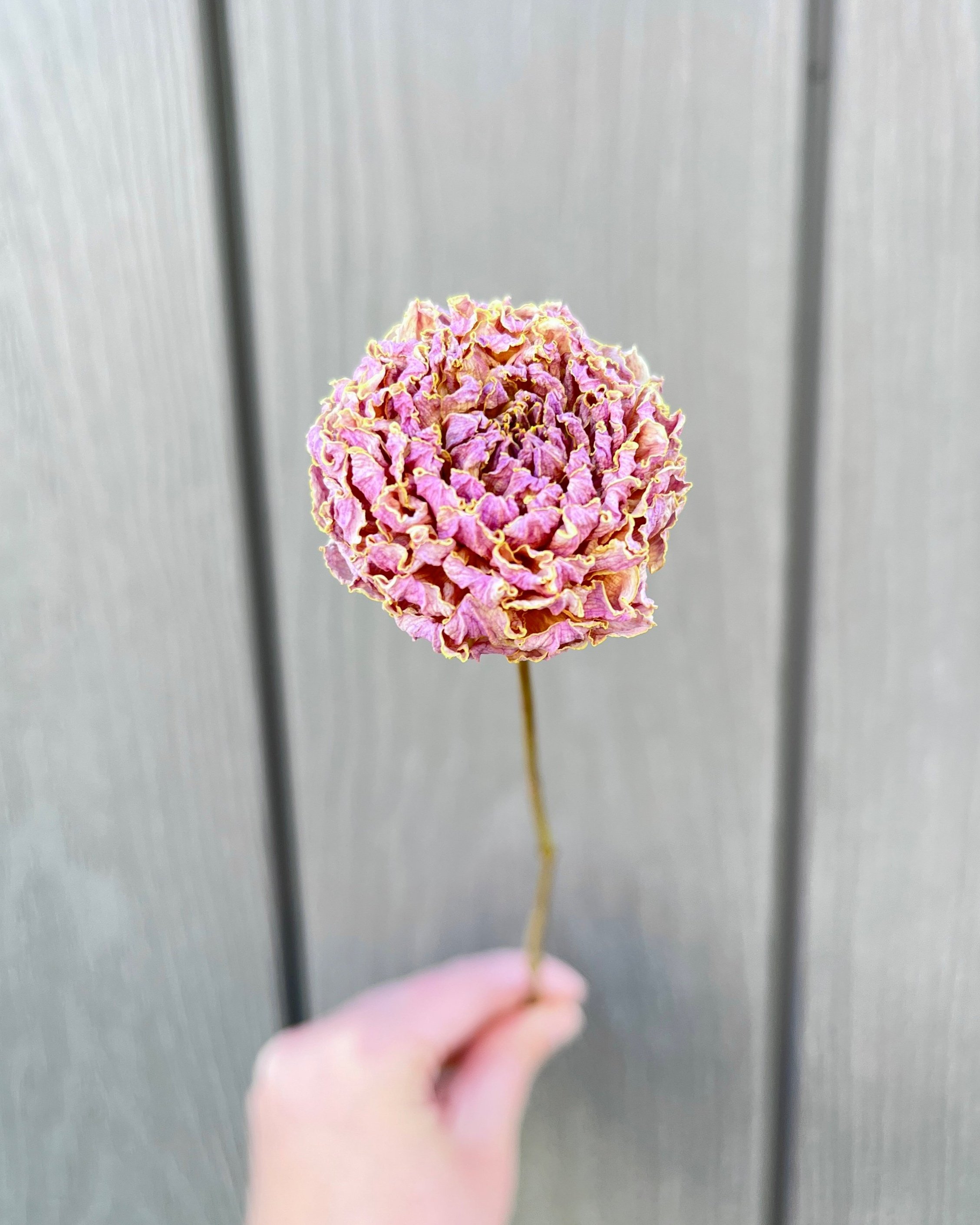 Lavender Purple Pink Dried Dahlia Flower