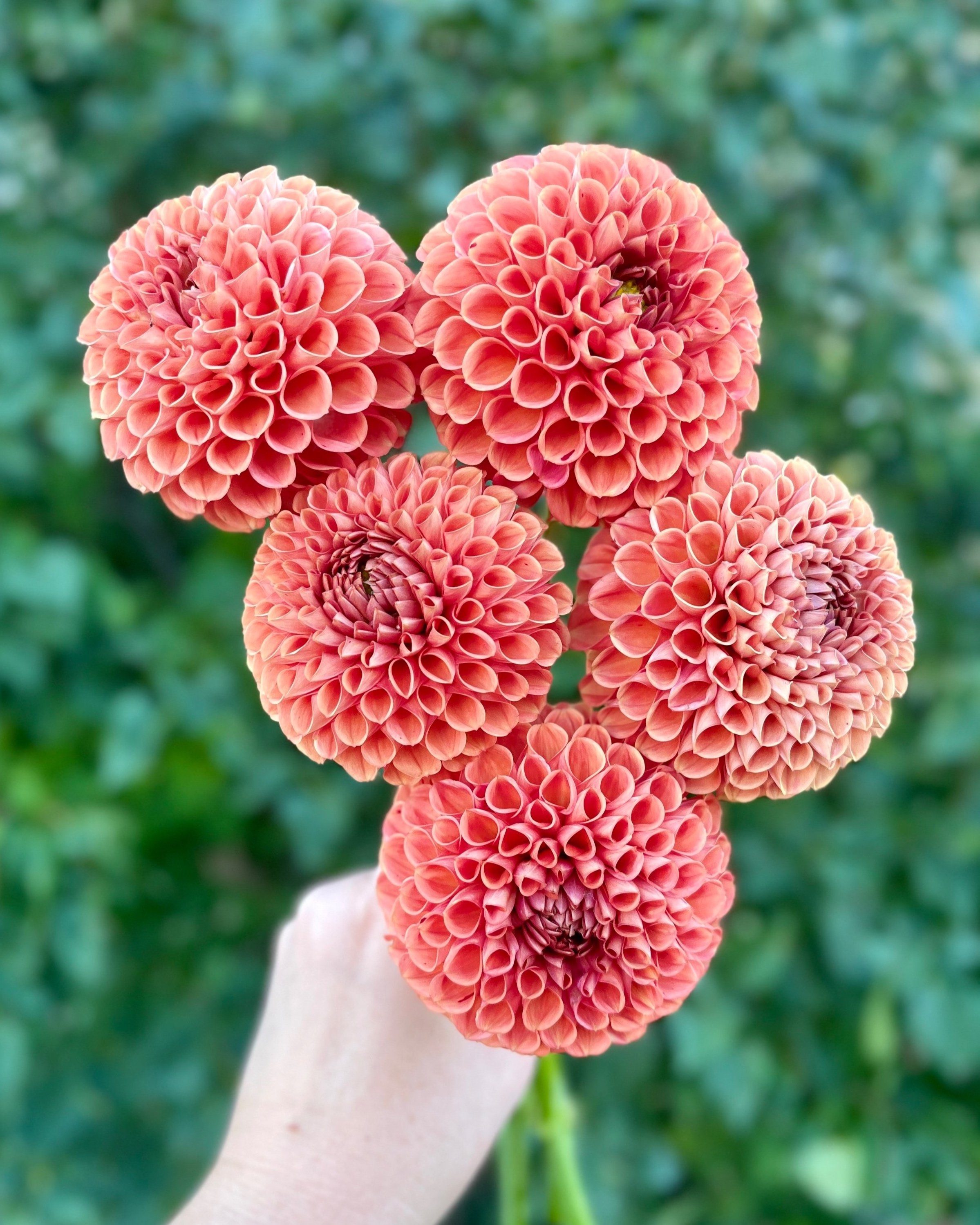 Cornel Bronze Dahlia: a bronze to orange ball dahlia flower