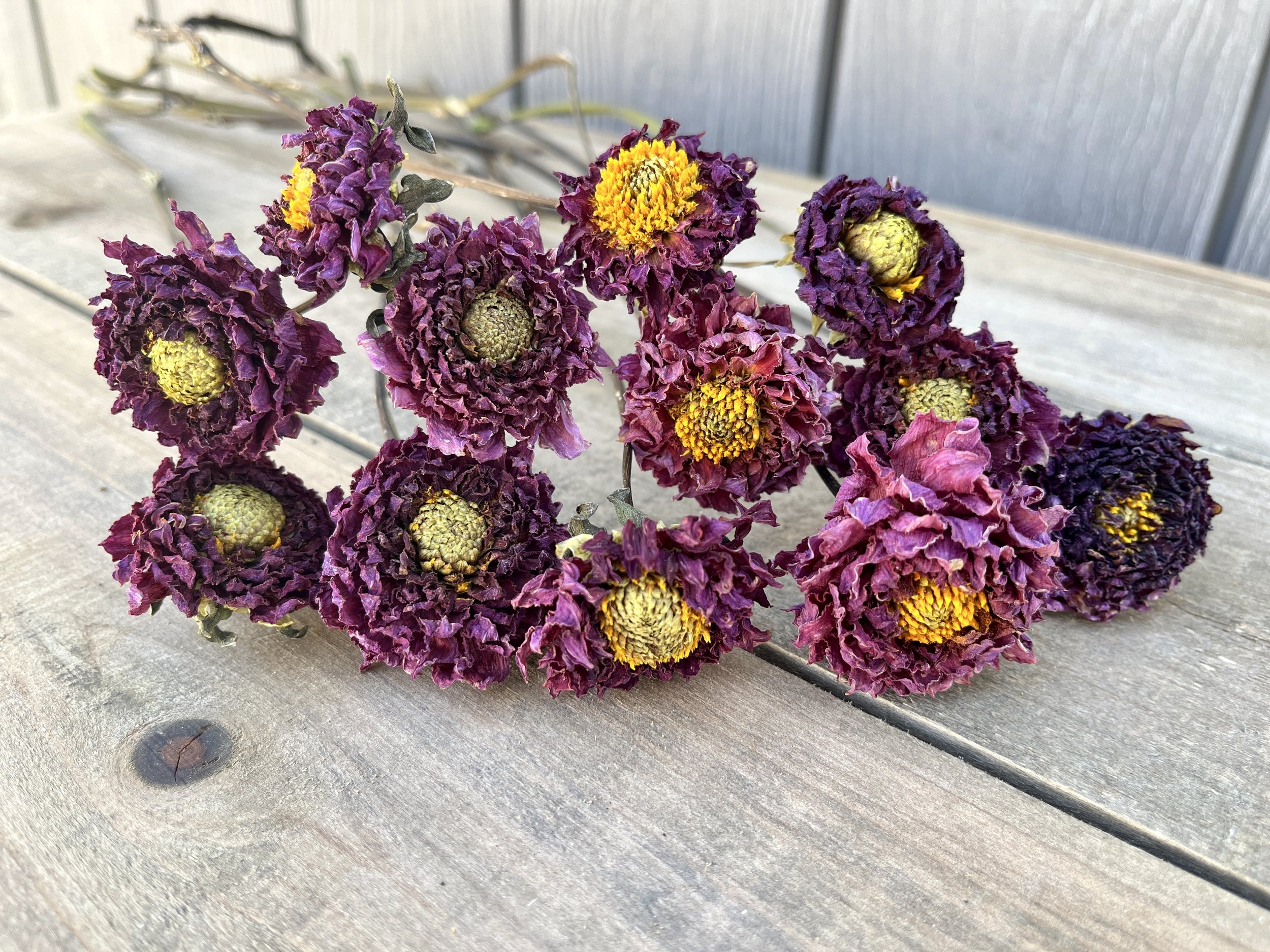 Purple Dried Dahlia Flowers