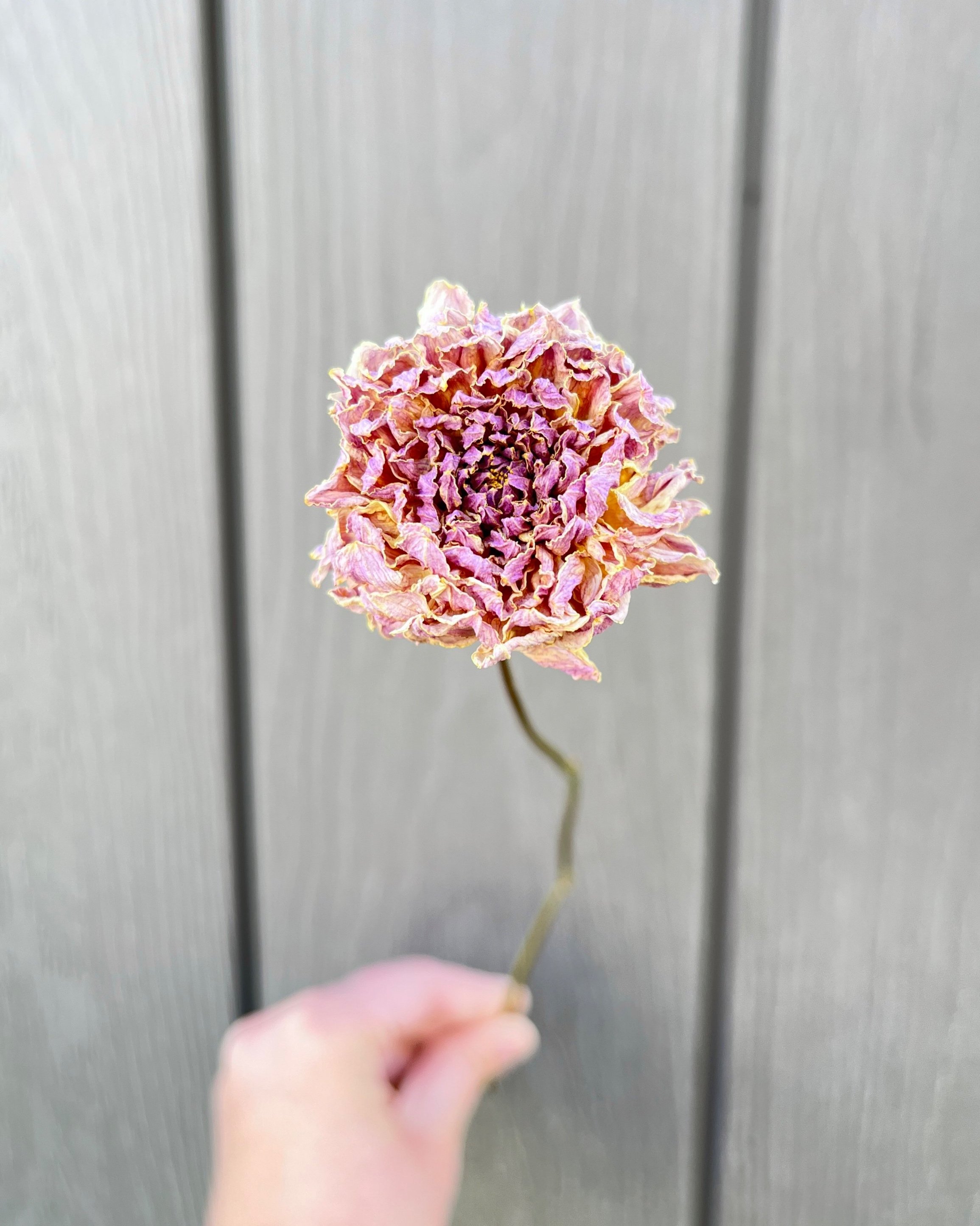Lavender Purple Pink Dried Dahlia Flower
