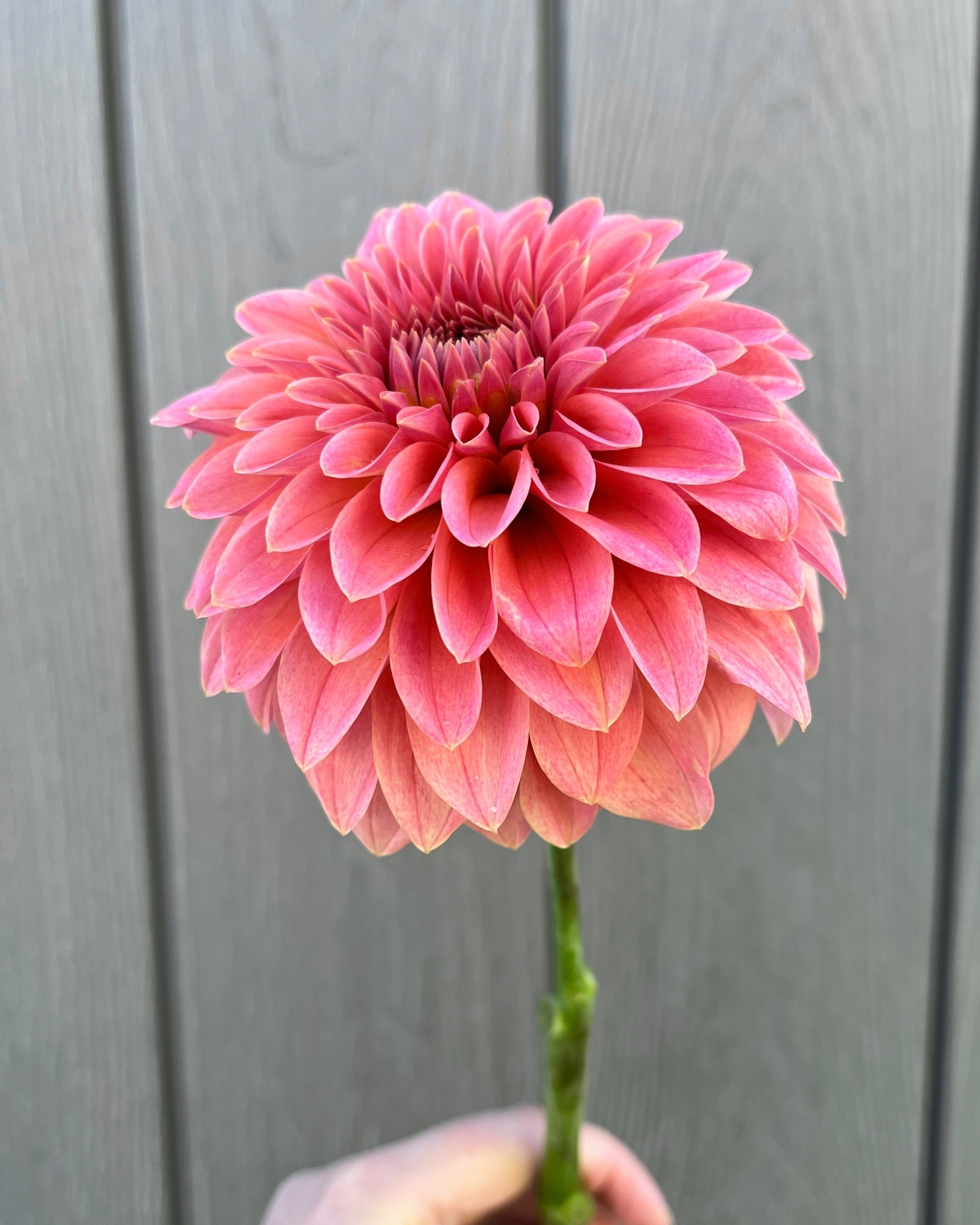 KA's Guava: Coral Pink Peach Dahlia Flower