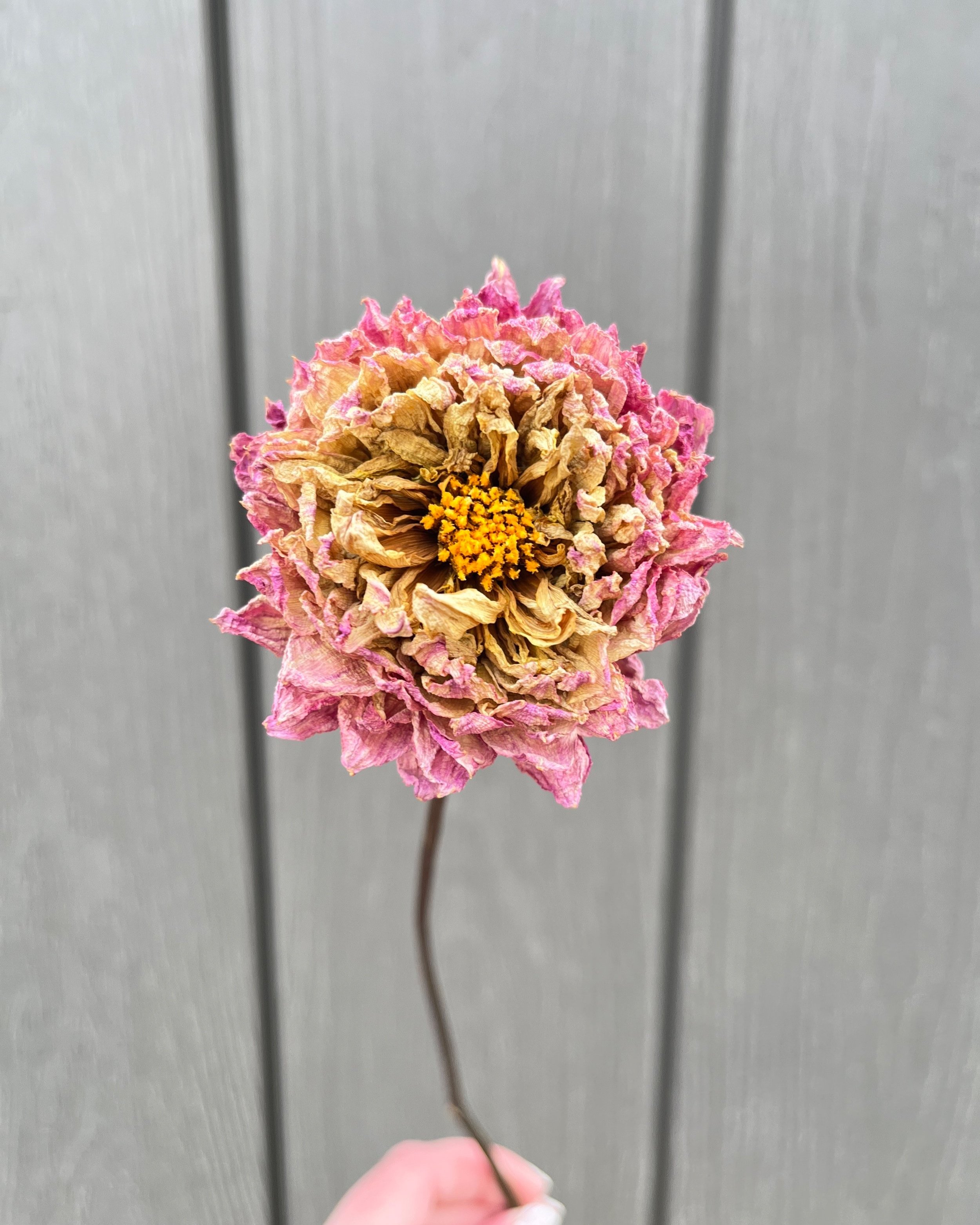 Pink Purple Cream Dried Dahlia Flower