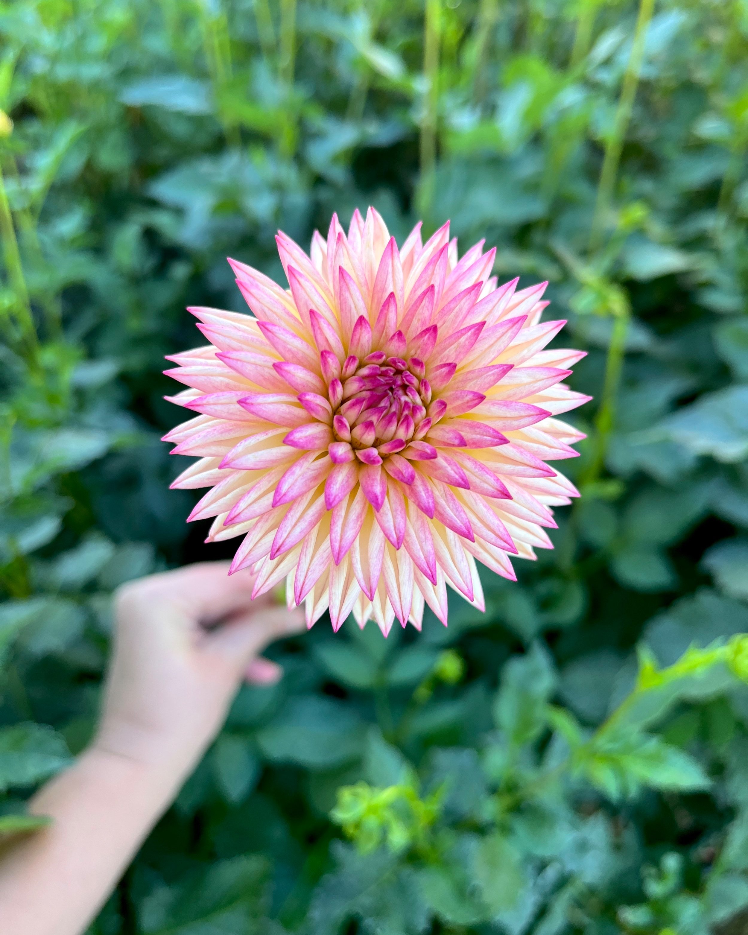 Valley Porcupine Dahlia: a cream with hot pink outlines novelty fully double dahlia flower