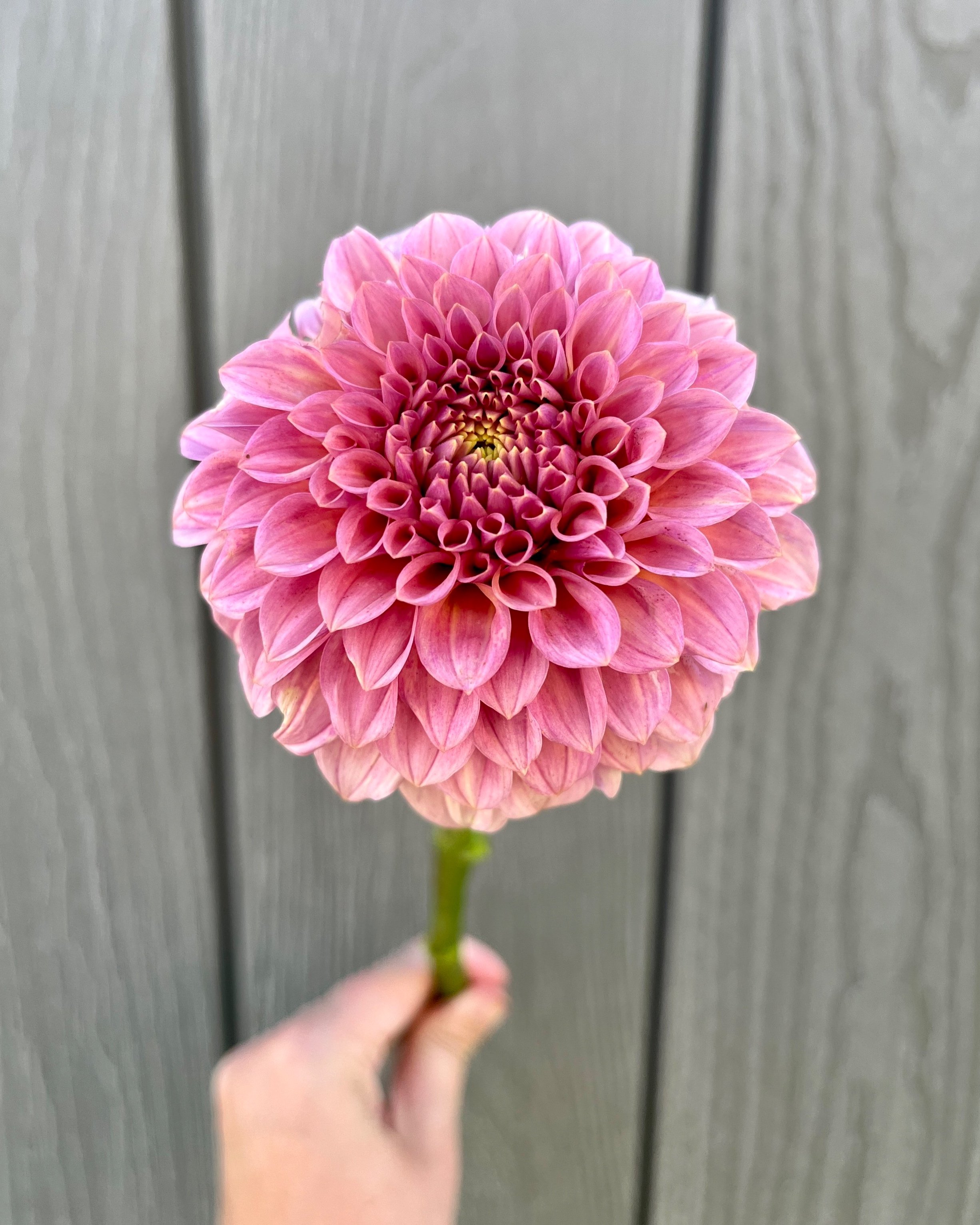 Rock Run Ashley Dahlia: a pink formal decorative dahlia flower