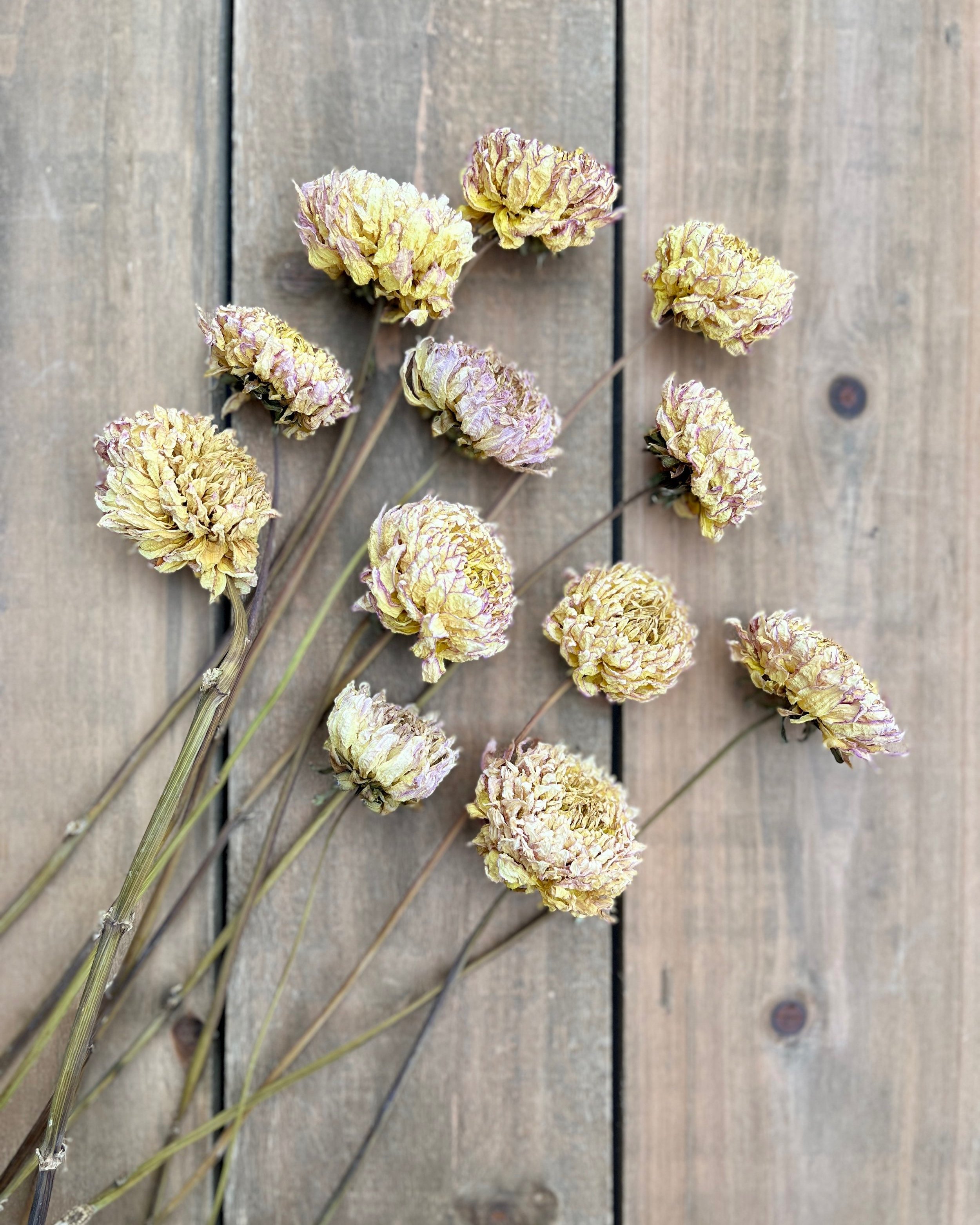 Soft Yellow and Lavender Dried Dahlia Flowers