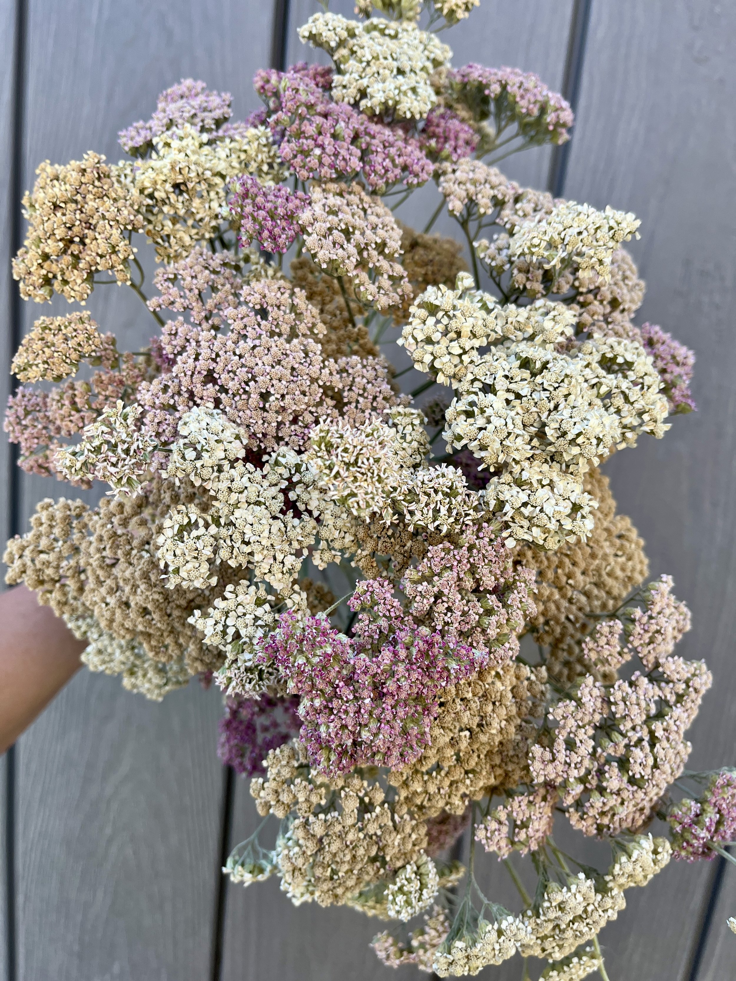 Dried Yarrow Flowers