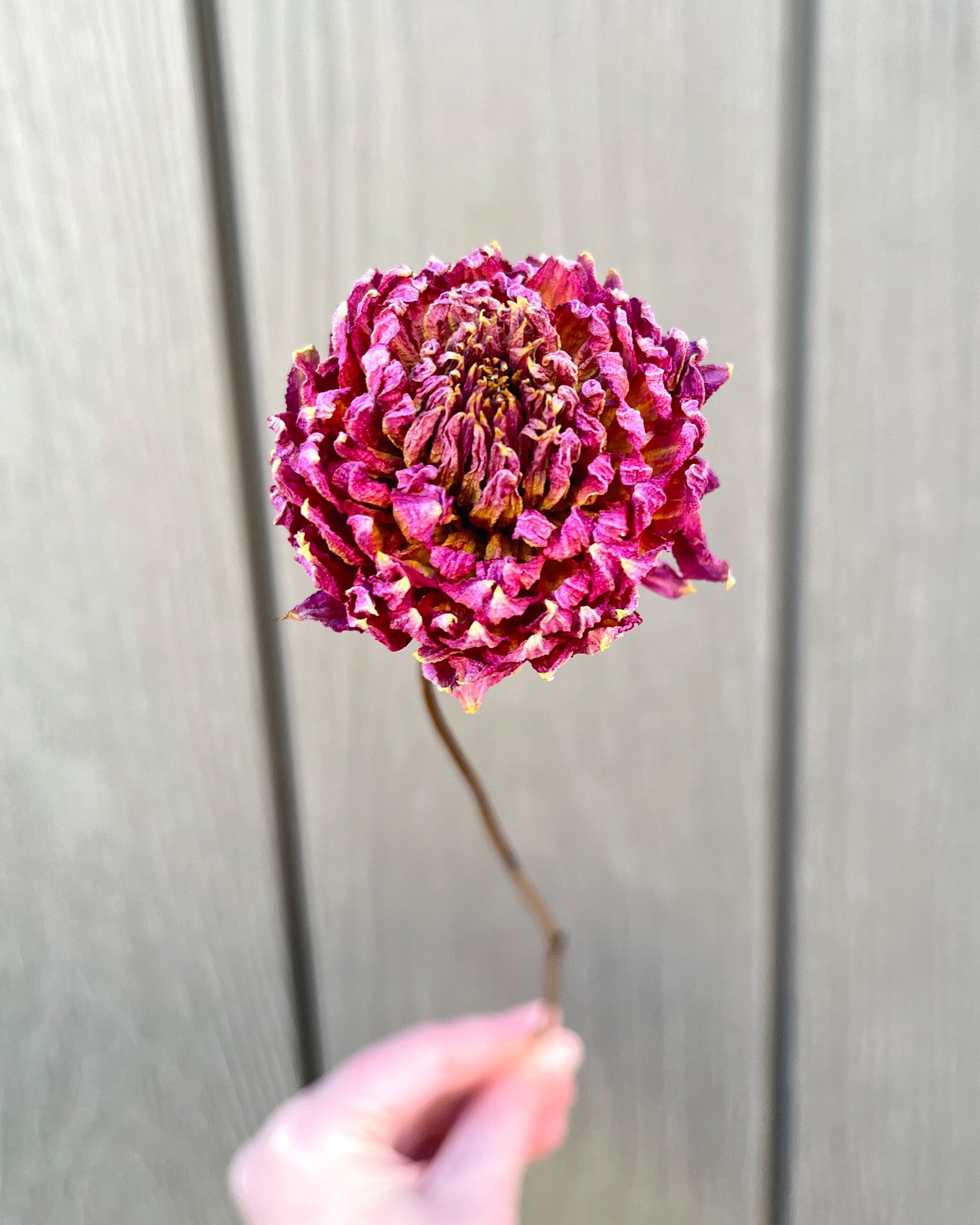 Purple Pink Dried Dahlia Flower