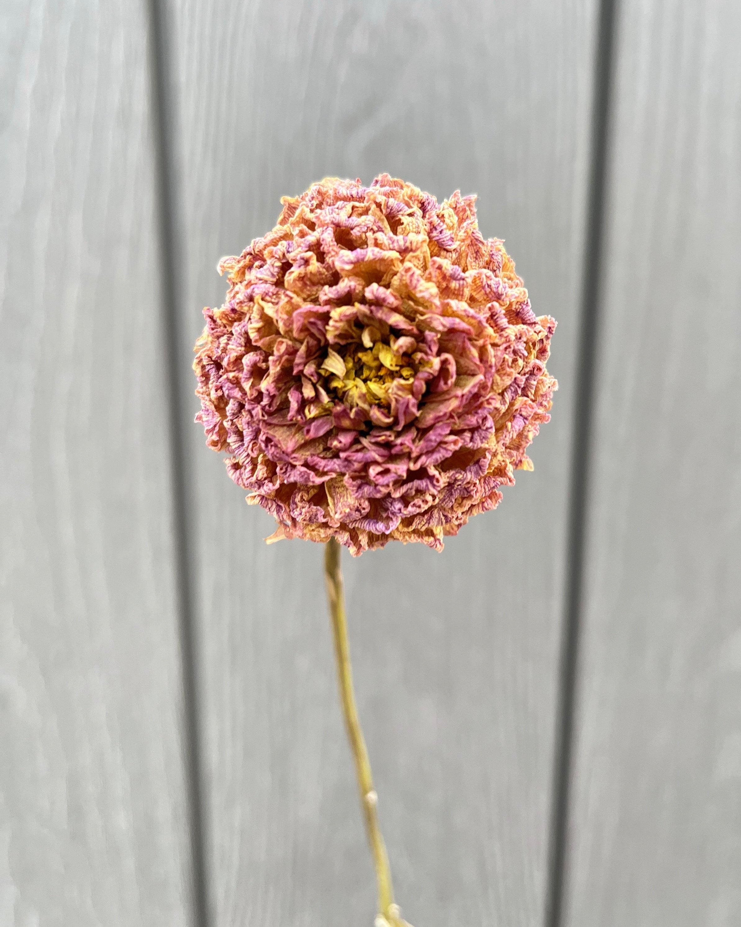 Beige Purple Mauve Dried Dahlia Flower