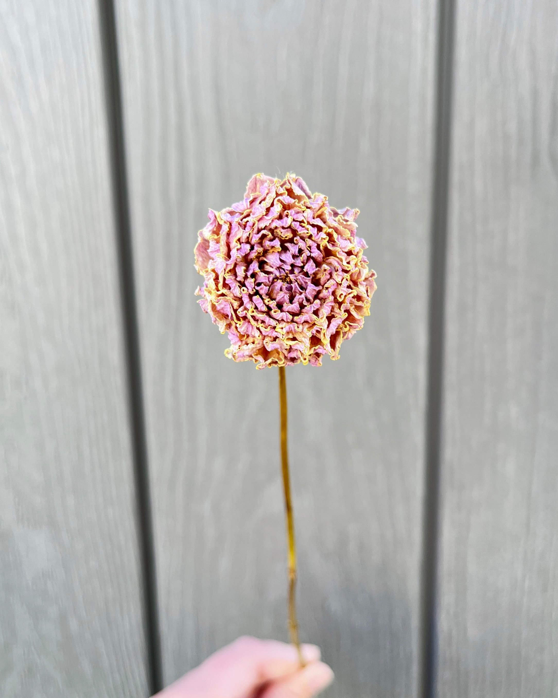 Lavender Purple Pink Dried Dahlia Flower