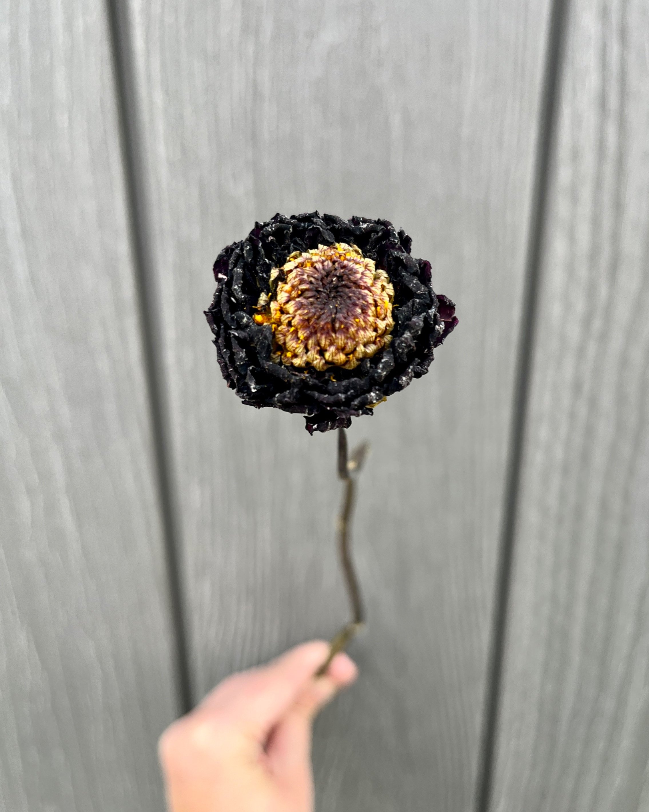 Dark Red Purple Dried Dahlia Flower
