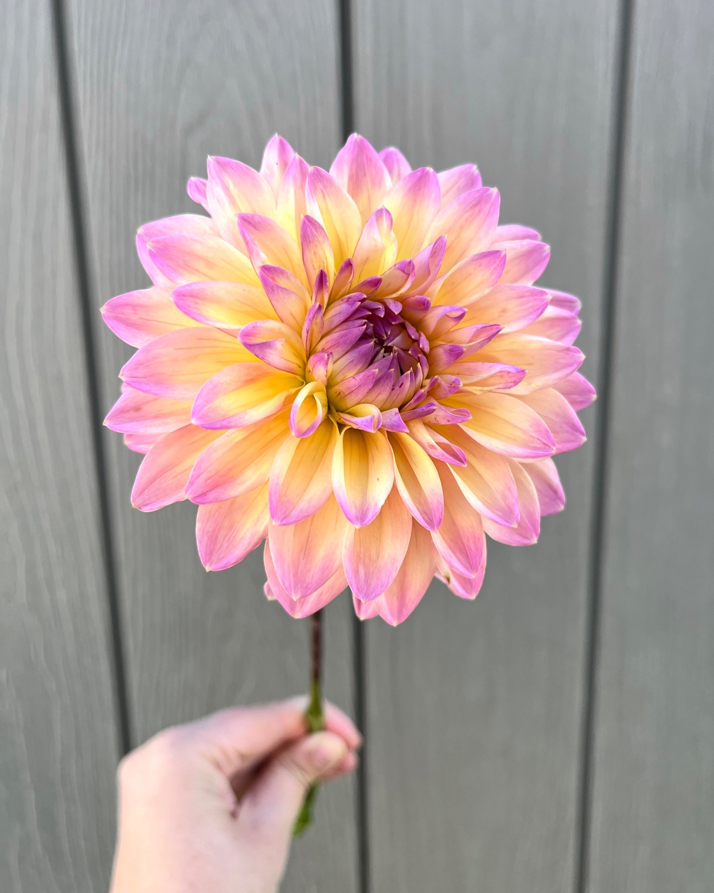 Mondriaan Dahlia Flower: Hot Pink with Soft Yellow Undertones